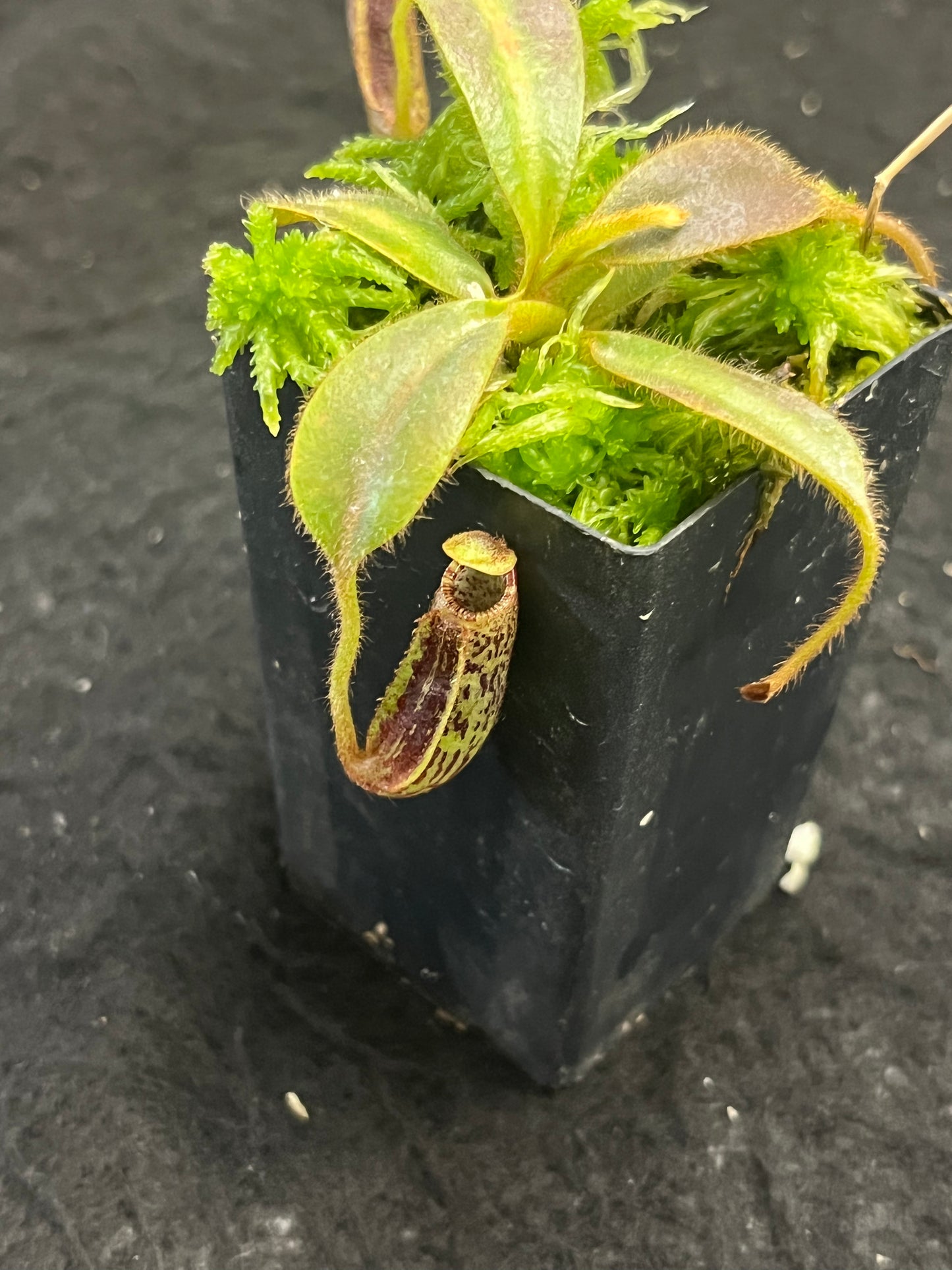 Nepenthes mollis BE-3921