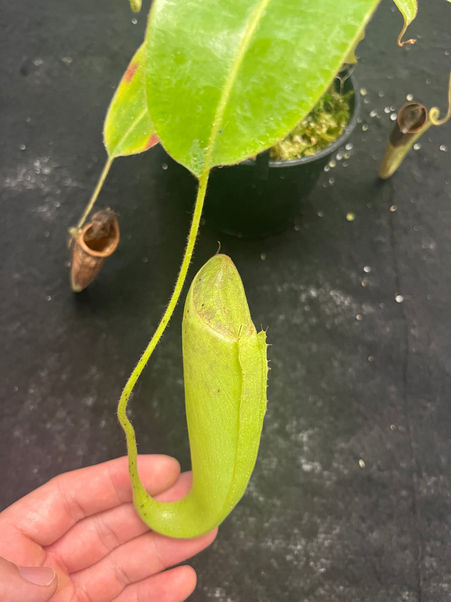 Nepenthes glandulifera x maxima