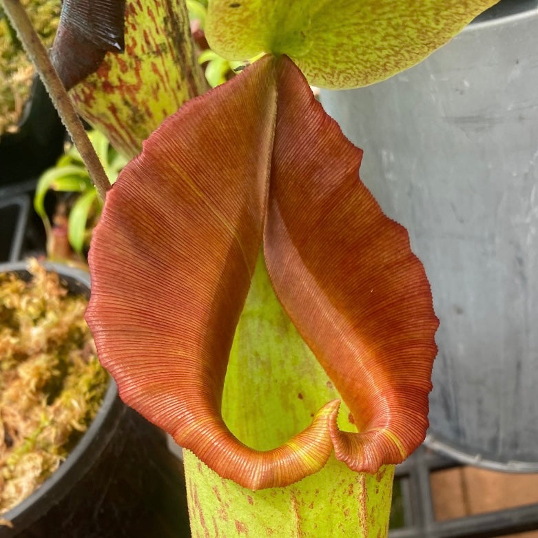 Nepenthes truncata x maxima