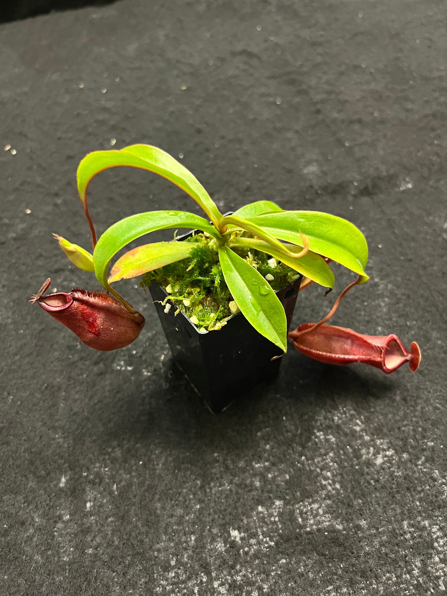 Nepenthes densiflora x mirabilis var. globosa BE-3656