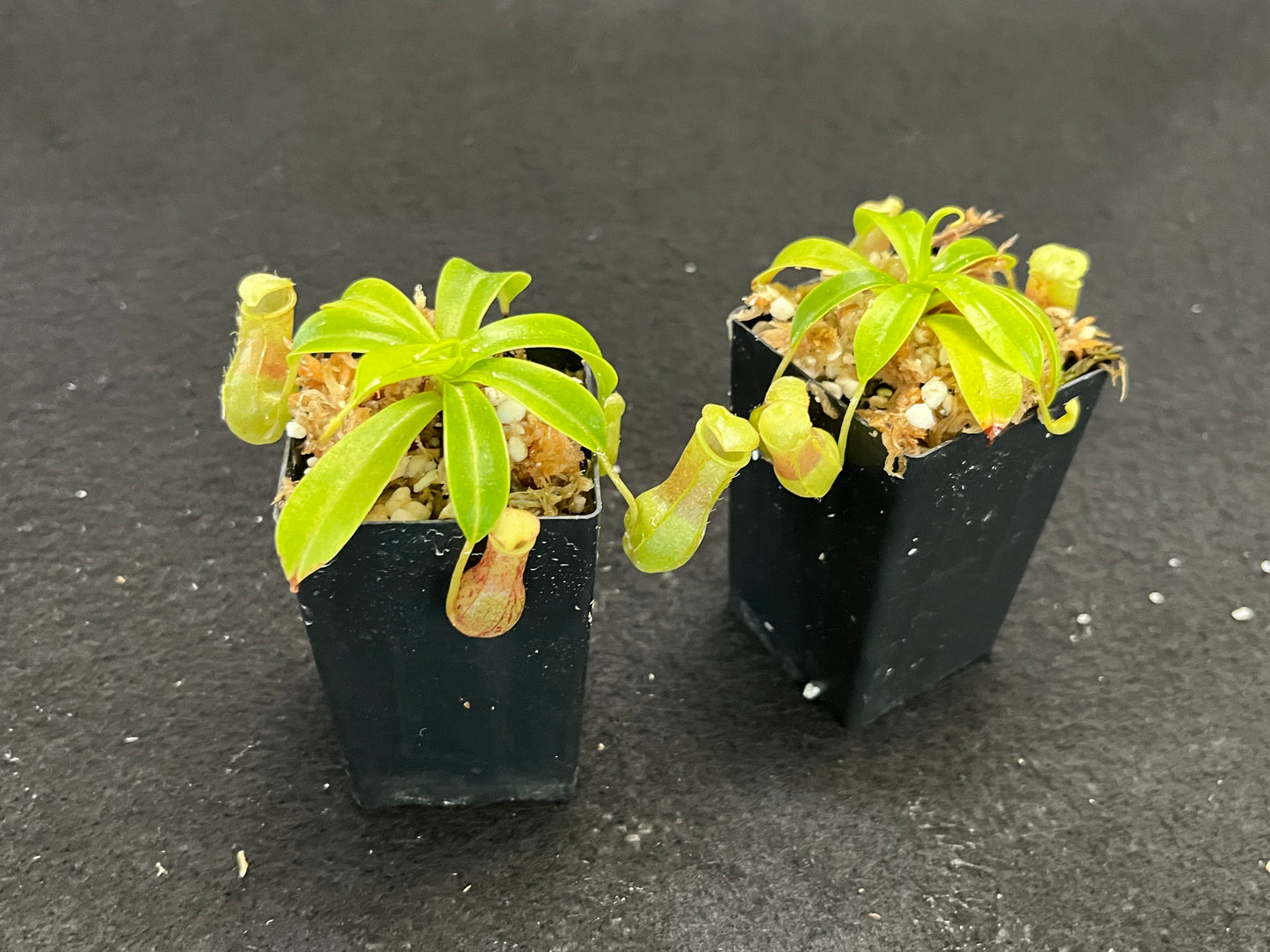 Nepenthes burkei