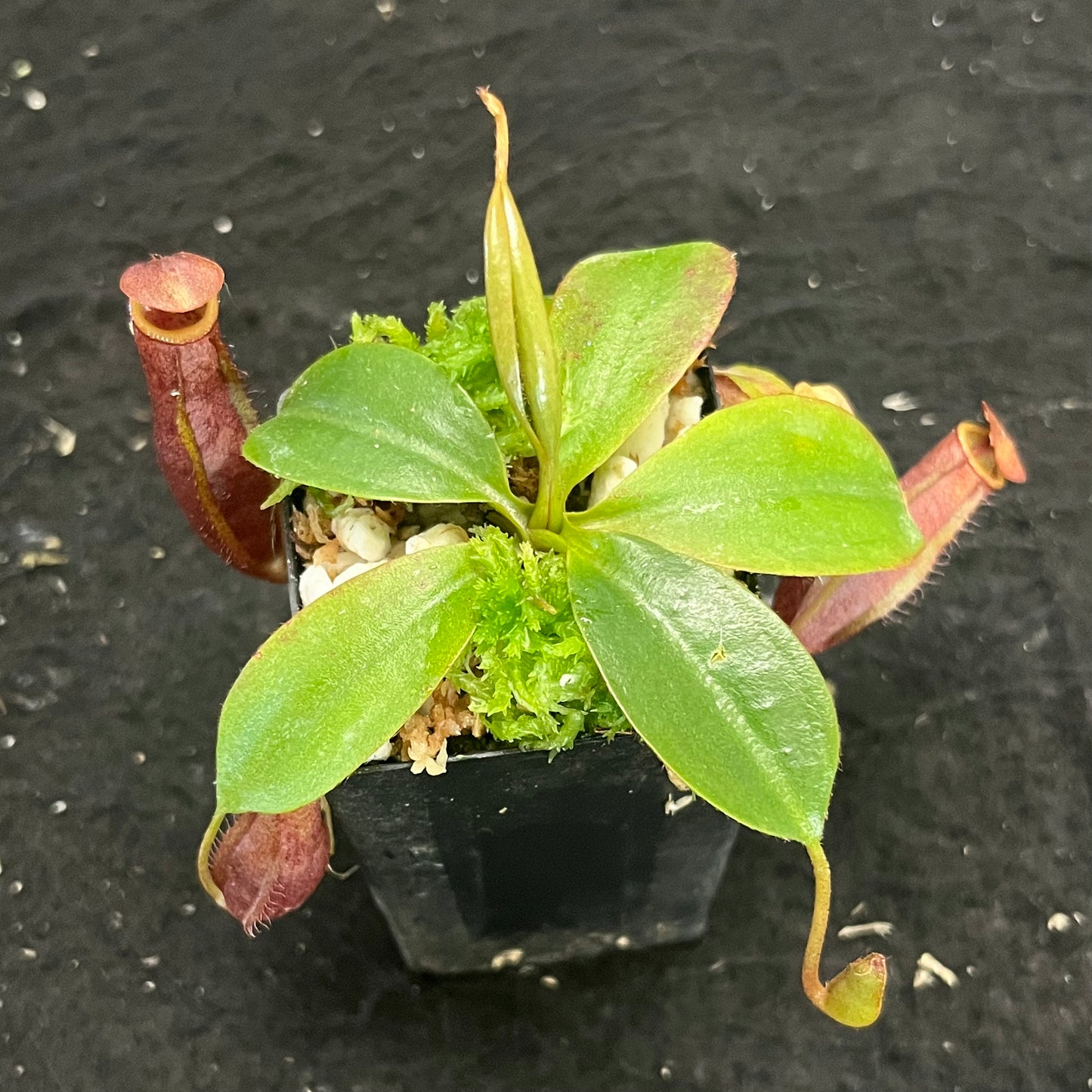 Nepenthes mira x peltata BE-4534