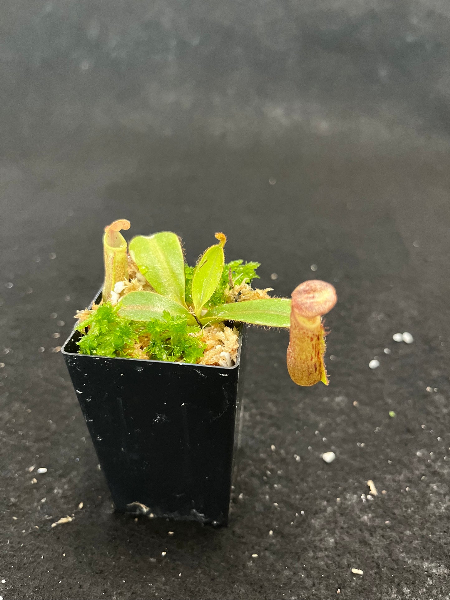 Nepenthes glandulifera x veitchii BE-3689