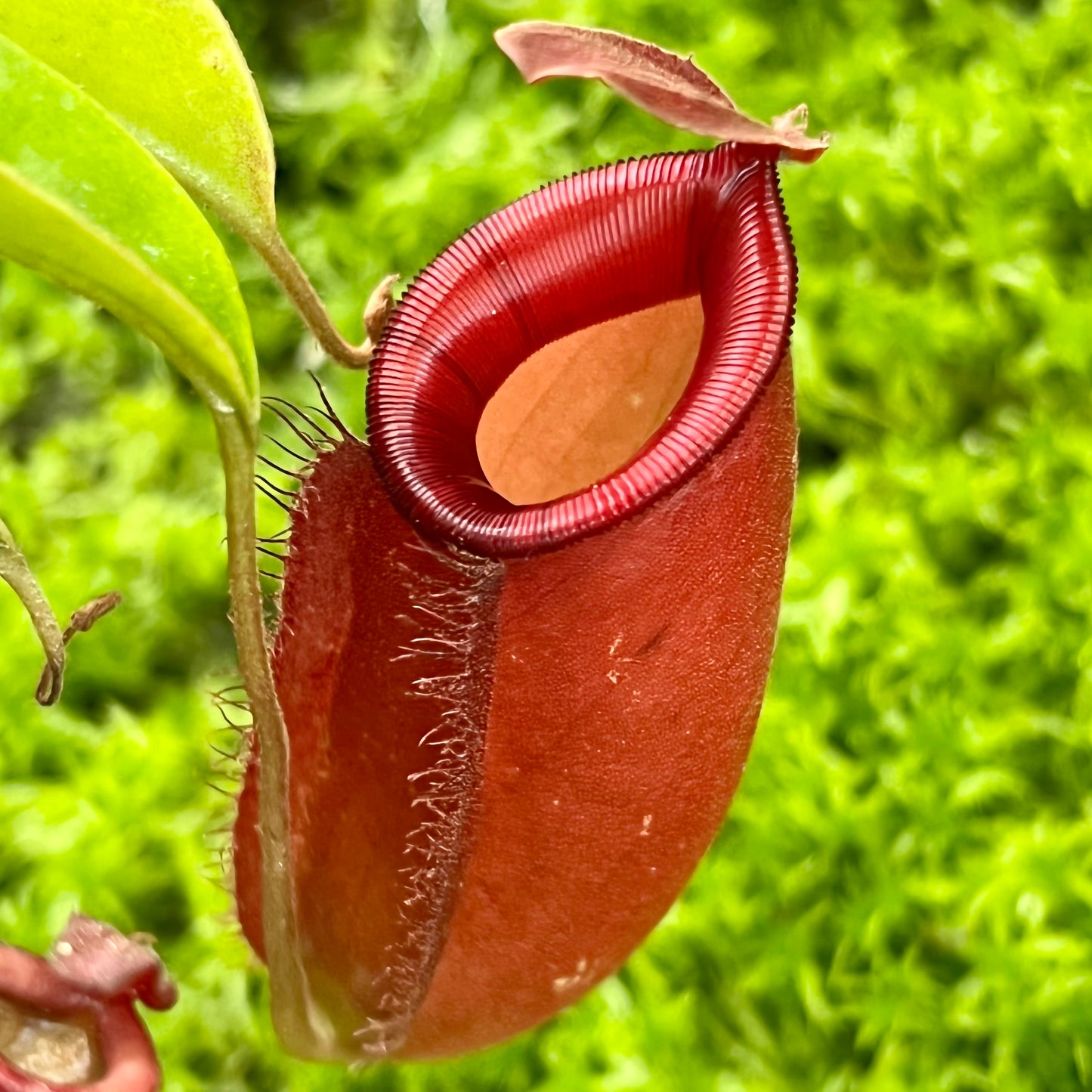 Nepenthes ampullaria x (sibuyanensis x ventricosa) ‘Diana’