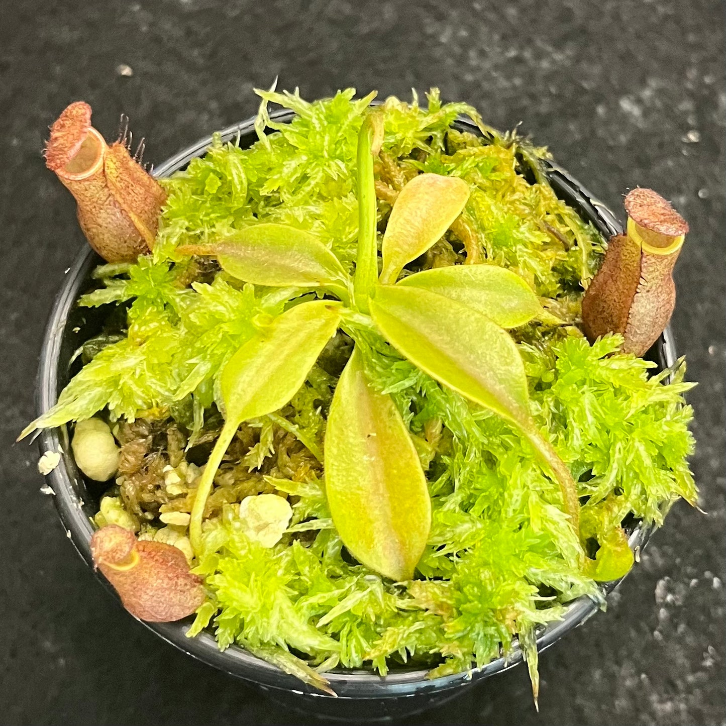 Nepenthes (veitchii x lowii) x sp. #1