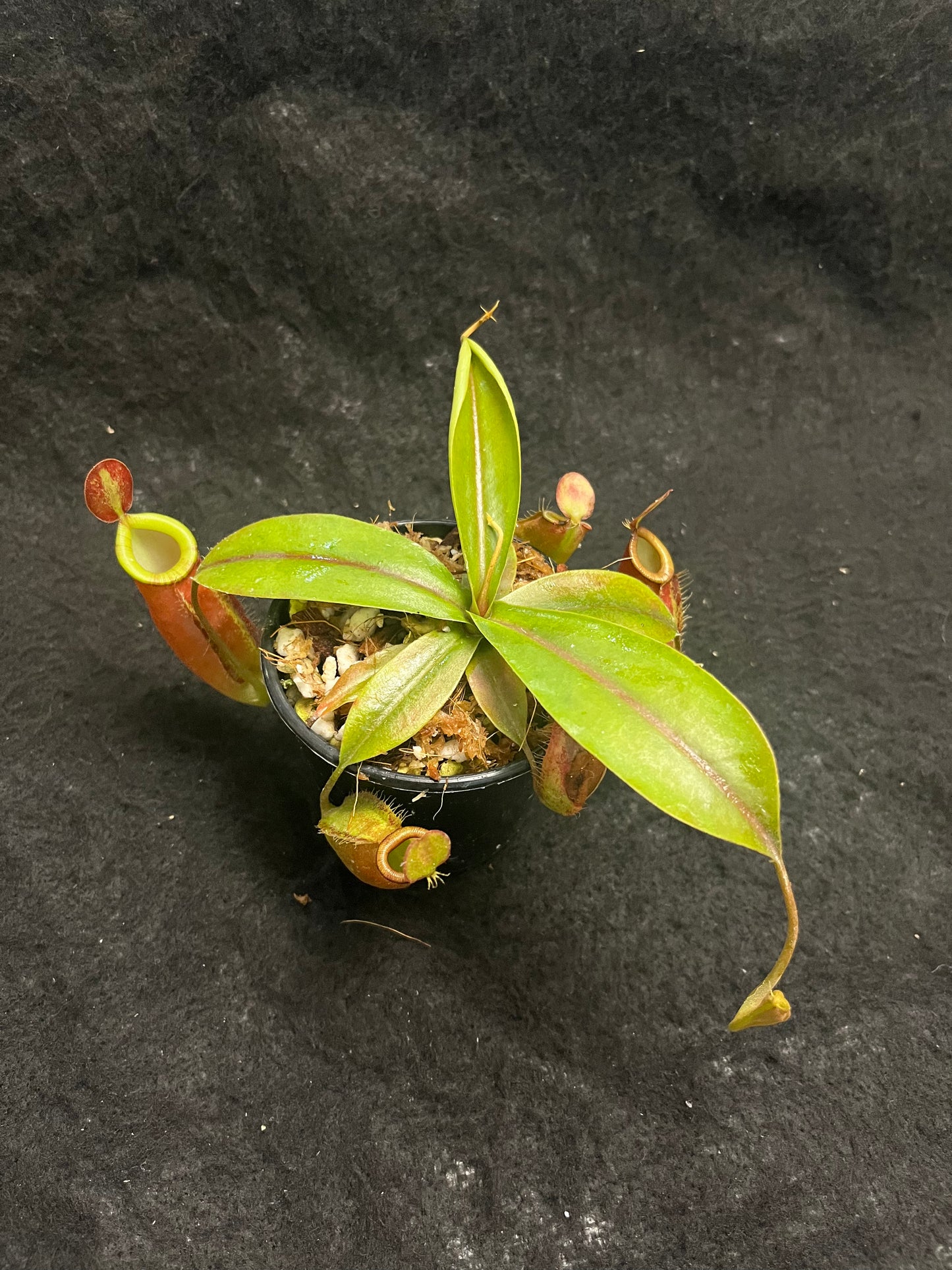 Nepenthes ampullaria x (spectabilis x talangensis)