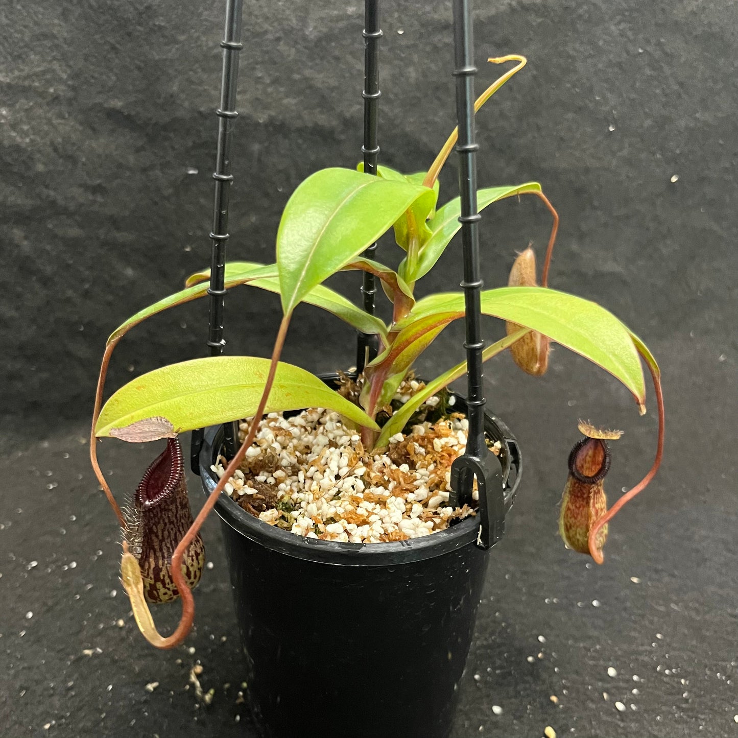 Nepenthes burkei x hamata BE-3747