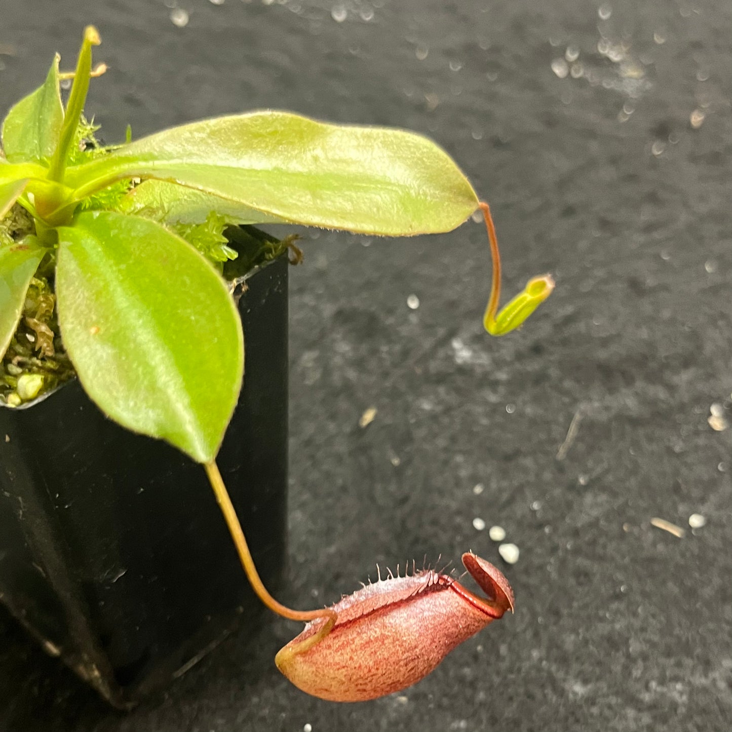 Nepenthes rajah x tenuis BE-4083