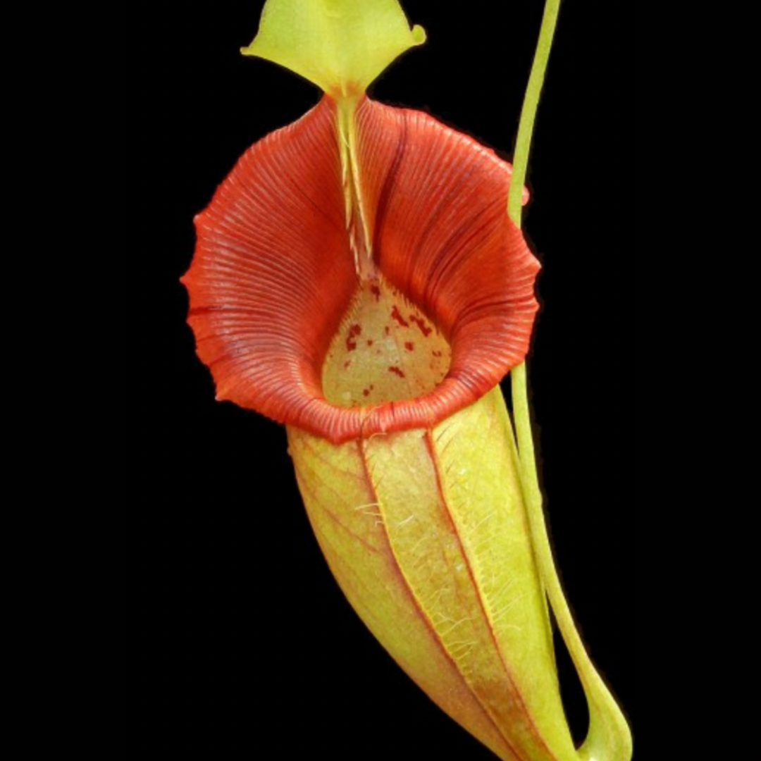 Nepenthes ovata