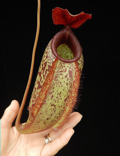 Nepenthes merrilliana x aristolochioides