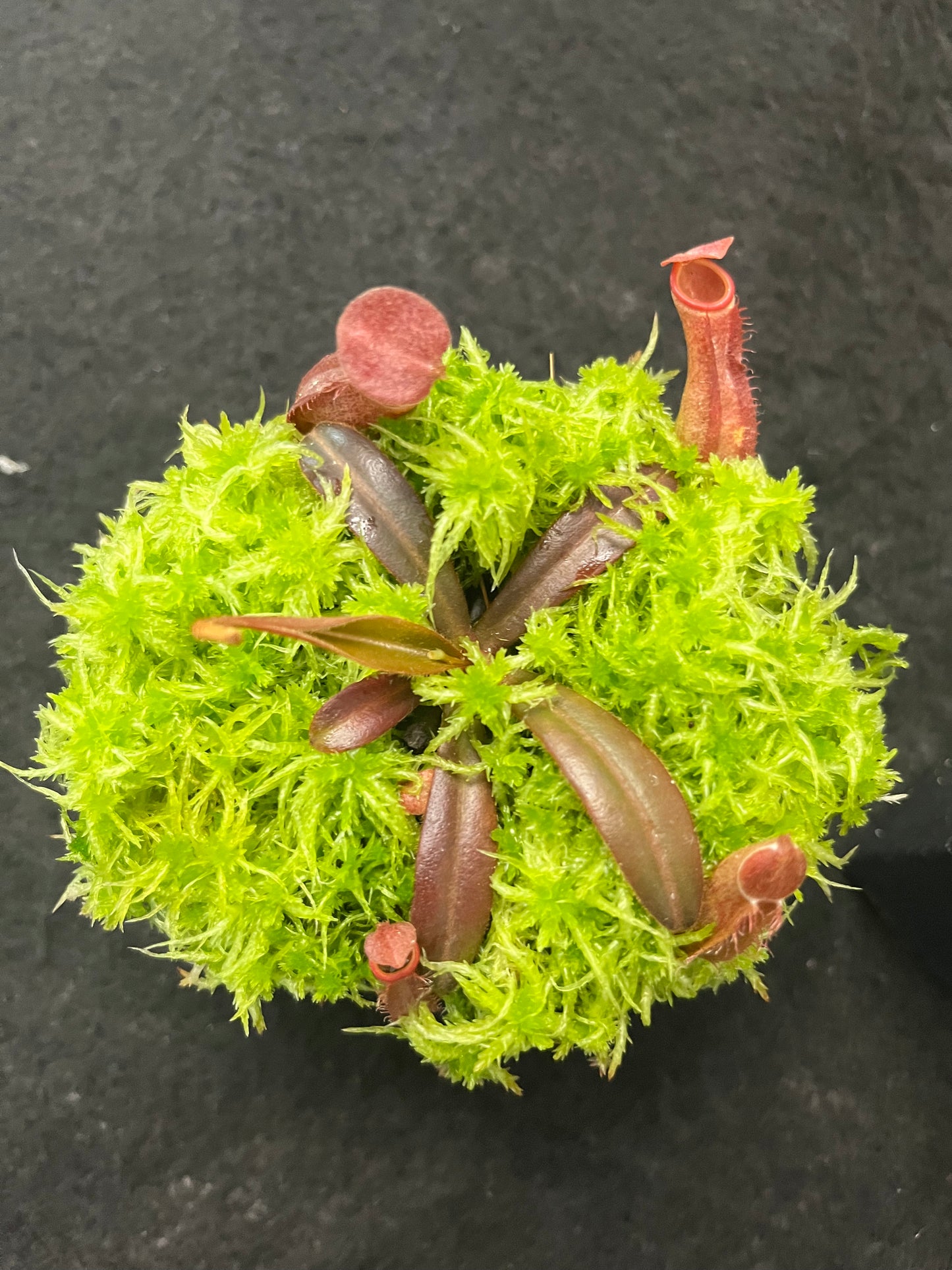 Nepenthes albomarginata Red