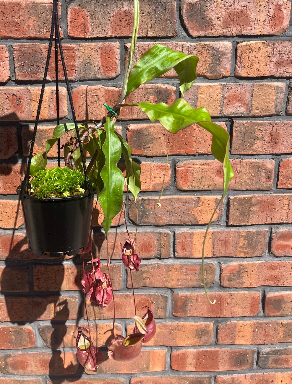 Nepenthes orbiculata