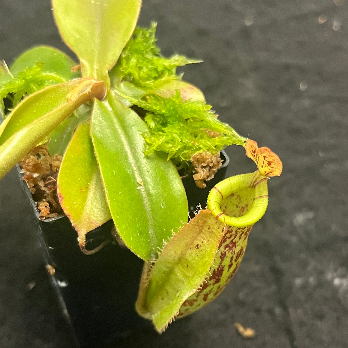 Nepenthes ampullaria x (veitchii x lowii)