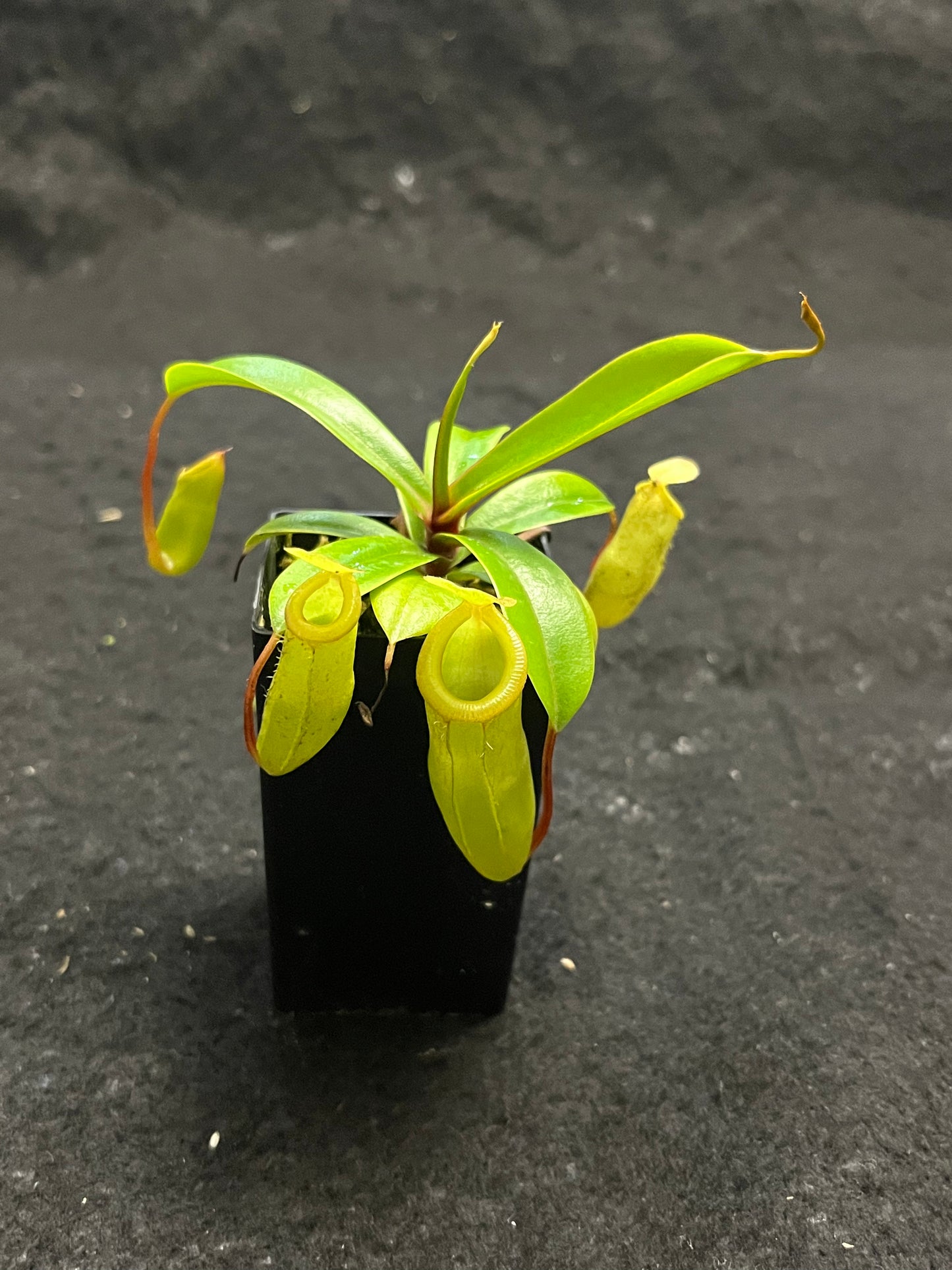 Nepenthes ventricosa x dubia