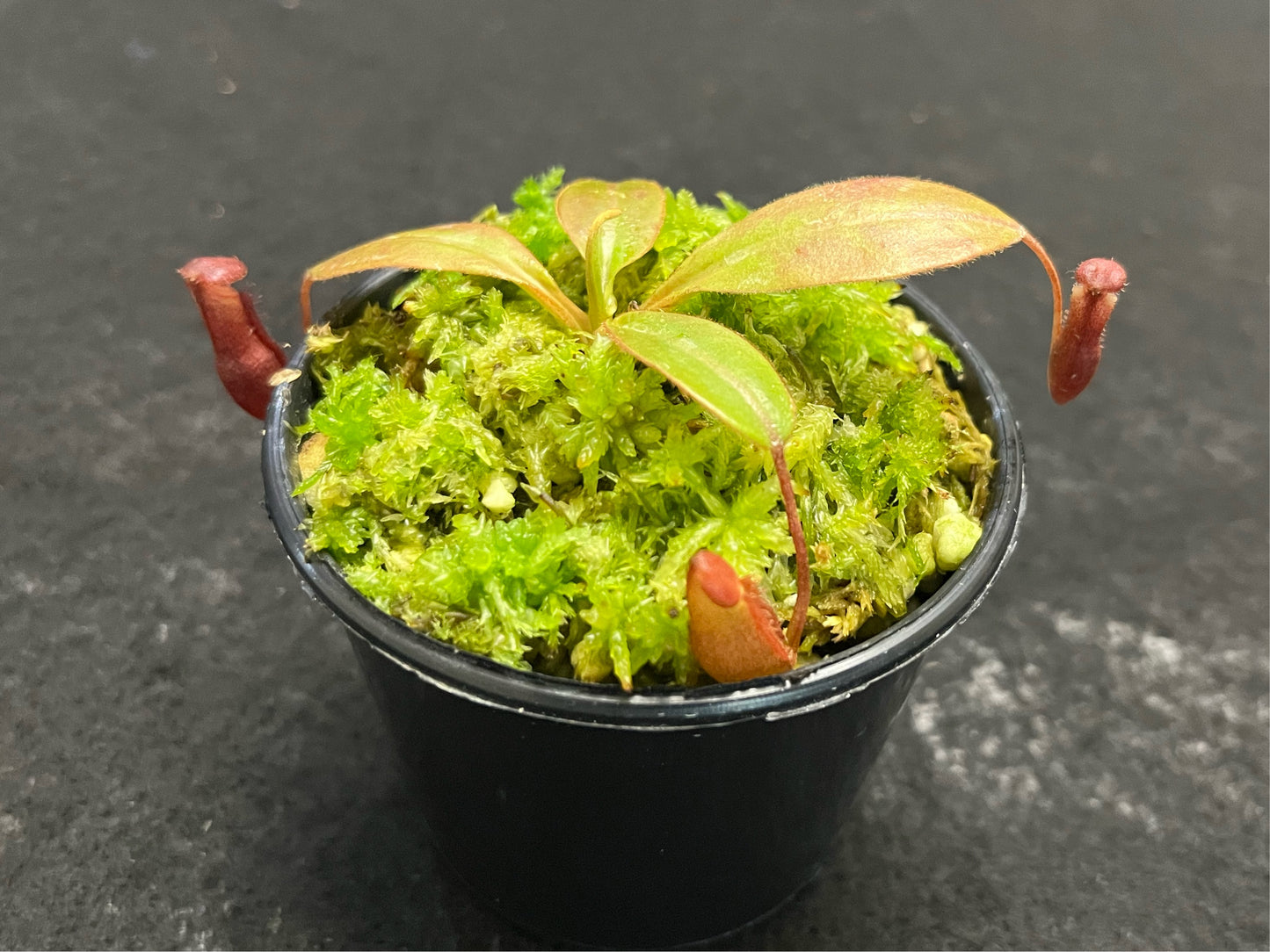 Nepenthes rajah x (burbidgeae x edwardsiana)