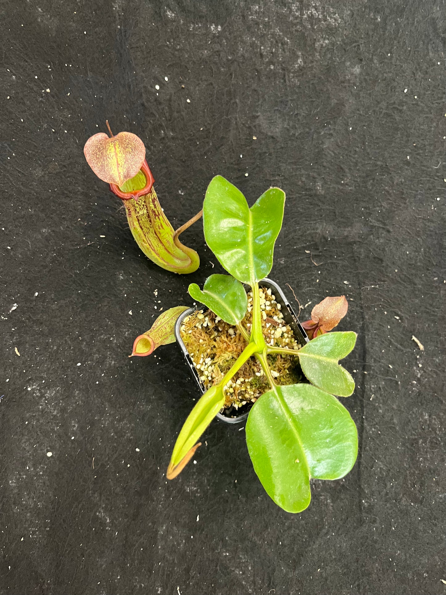 Nepenthes singalana x hamata BE-3955