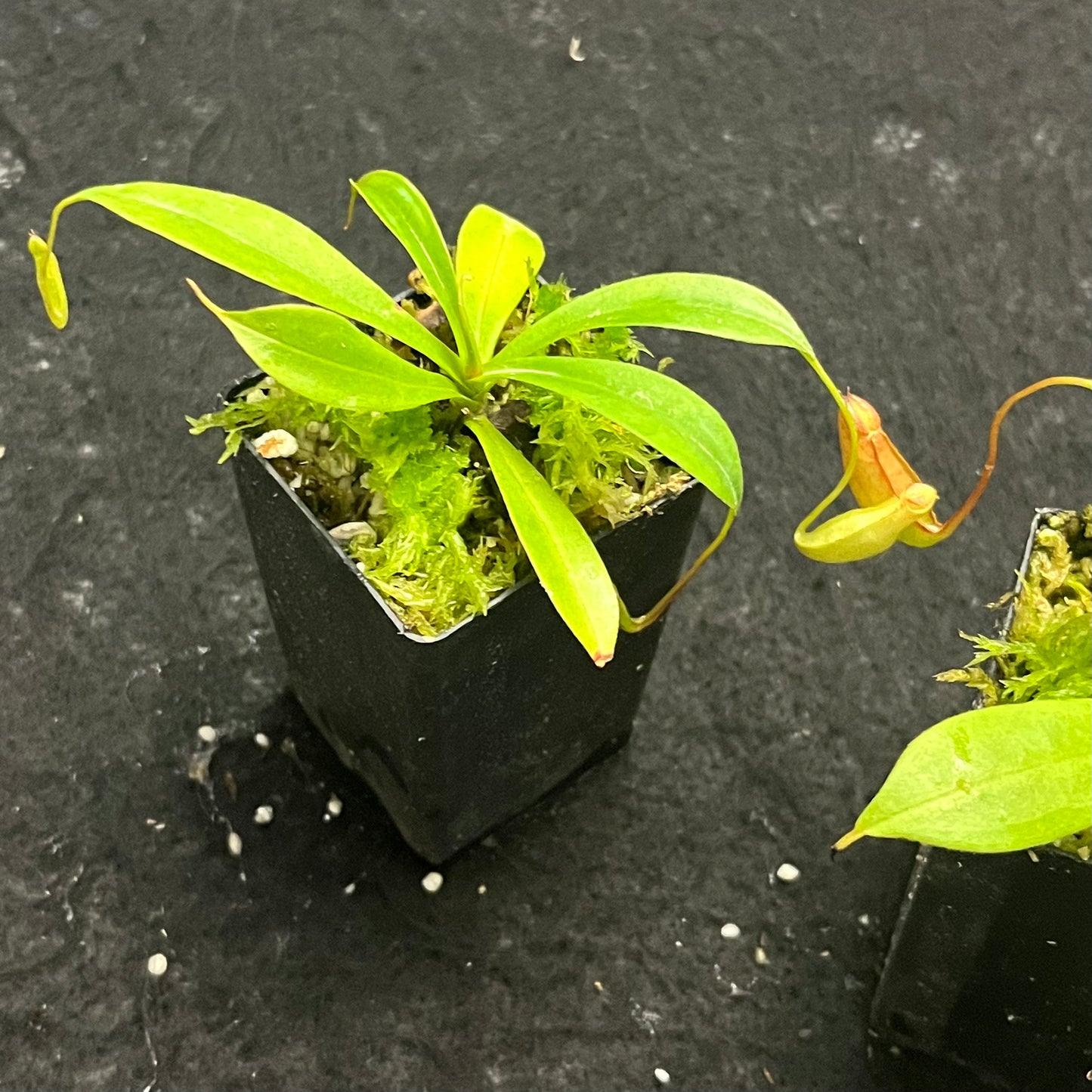 Nepenthes eustachya x tenuis BE-3971