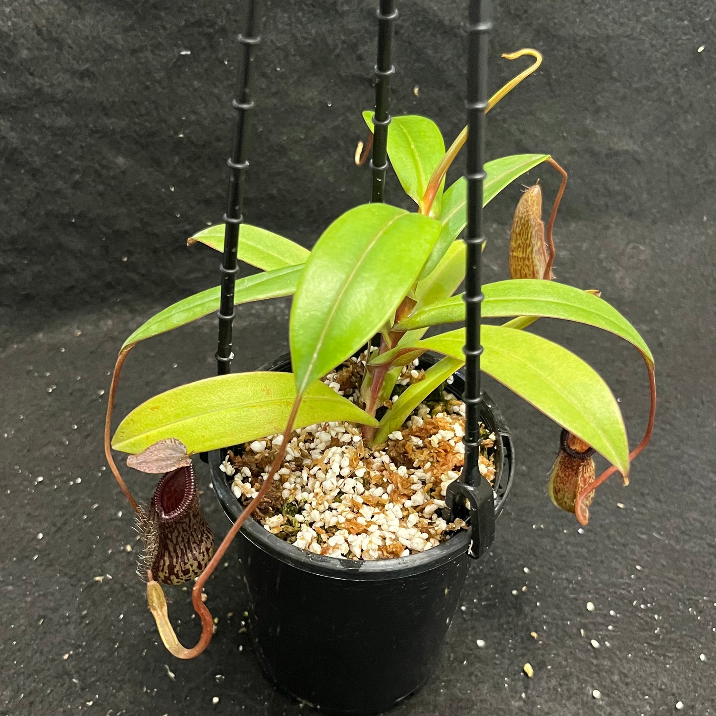 Nepenthes burkei x hamata BE-3747