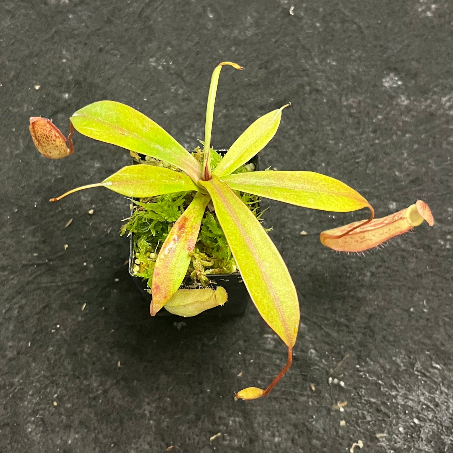 Nepenthes spectabilis x ventricosa