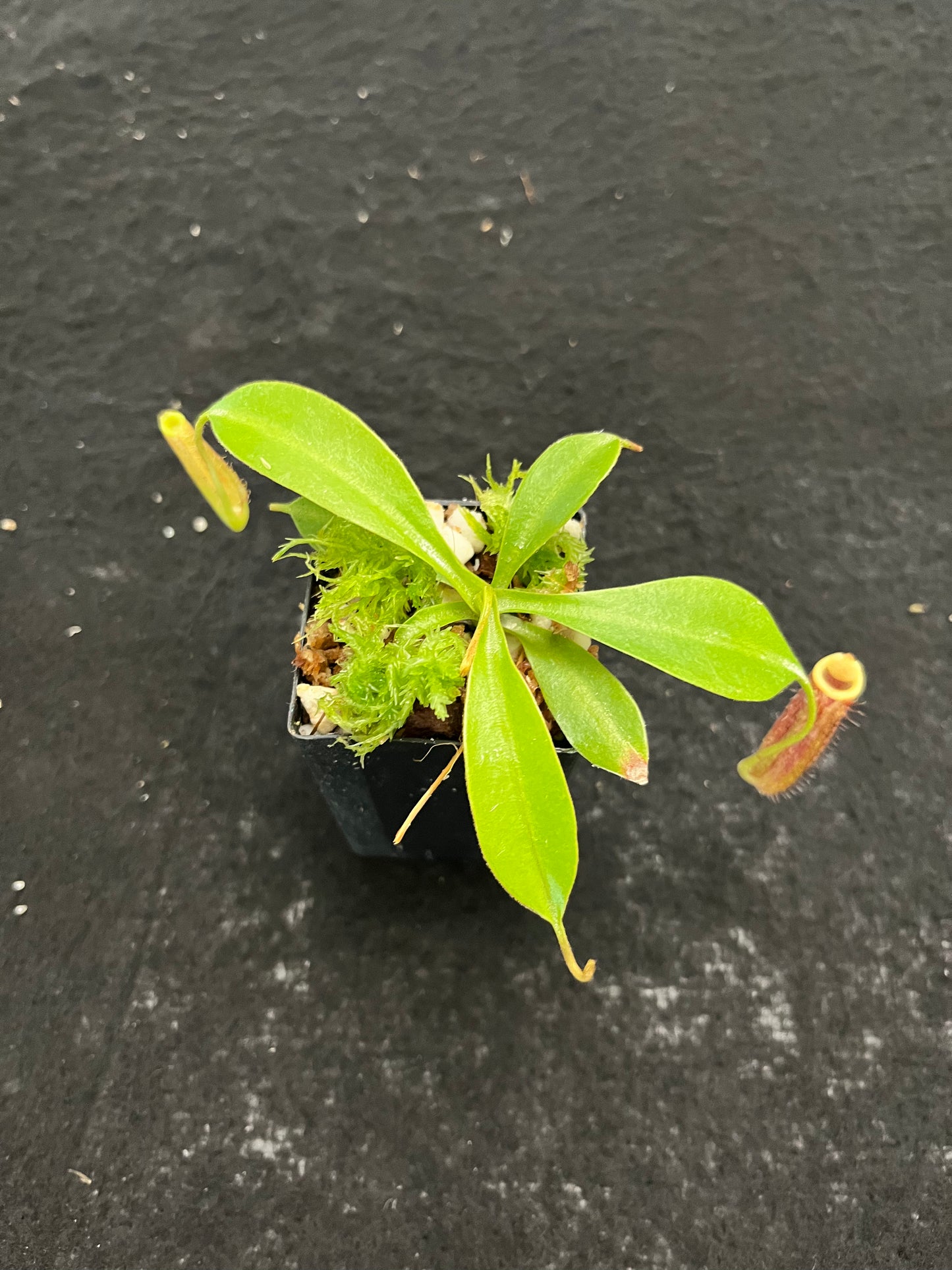 Nepenthes spectabilis x lowii BE-4524