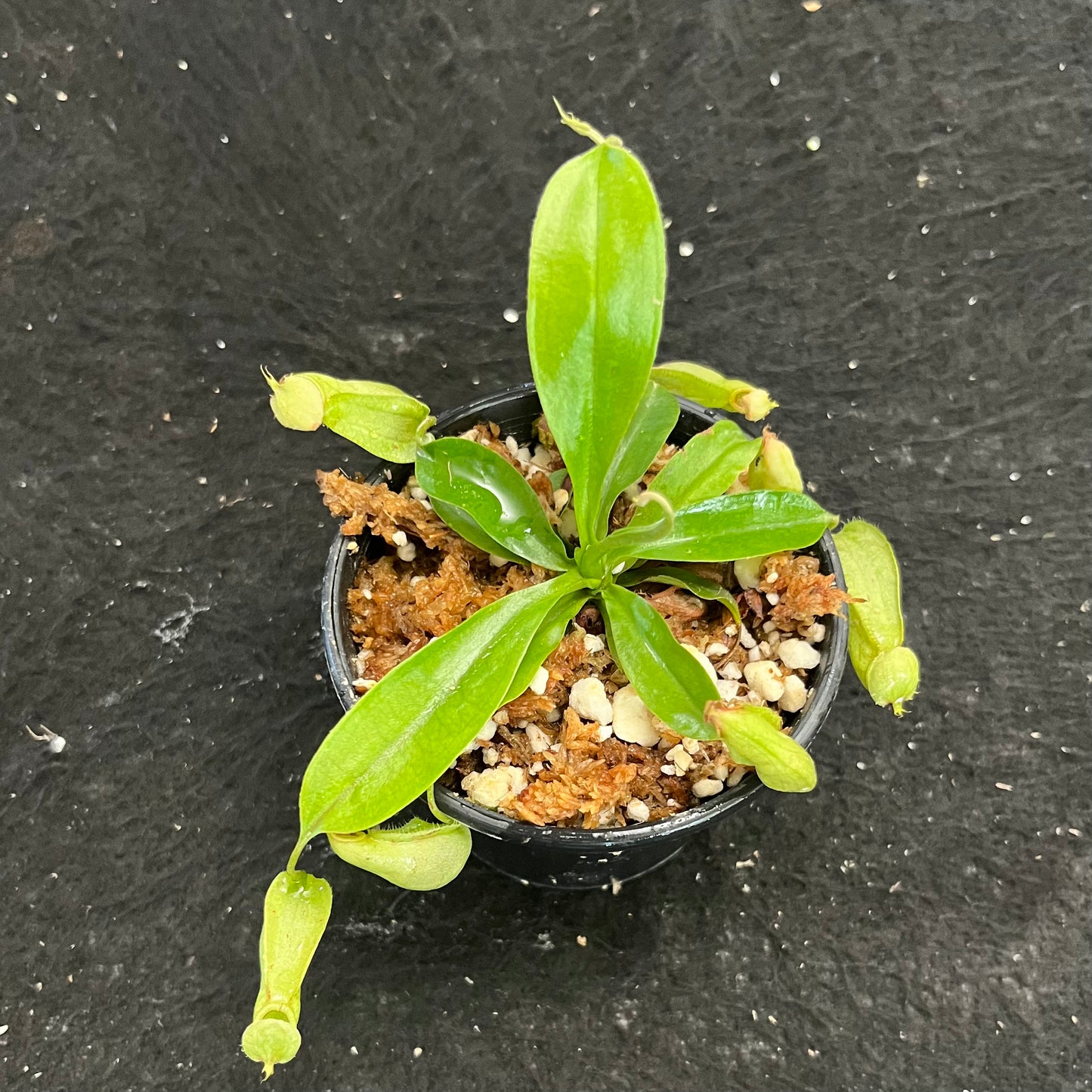 Nepenthes rafflesiana