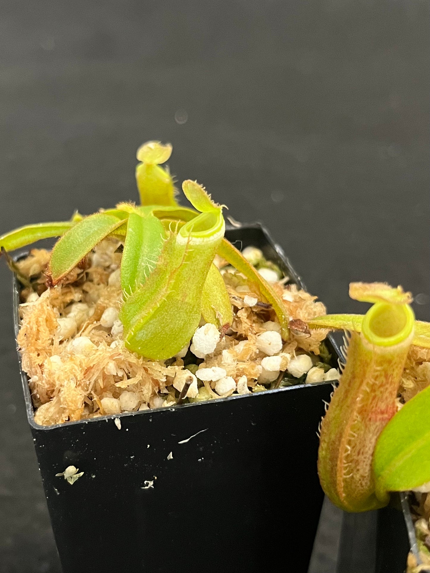 Nepenthes albomarginata Green