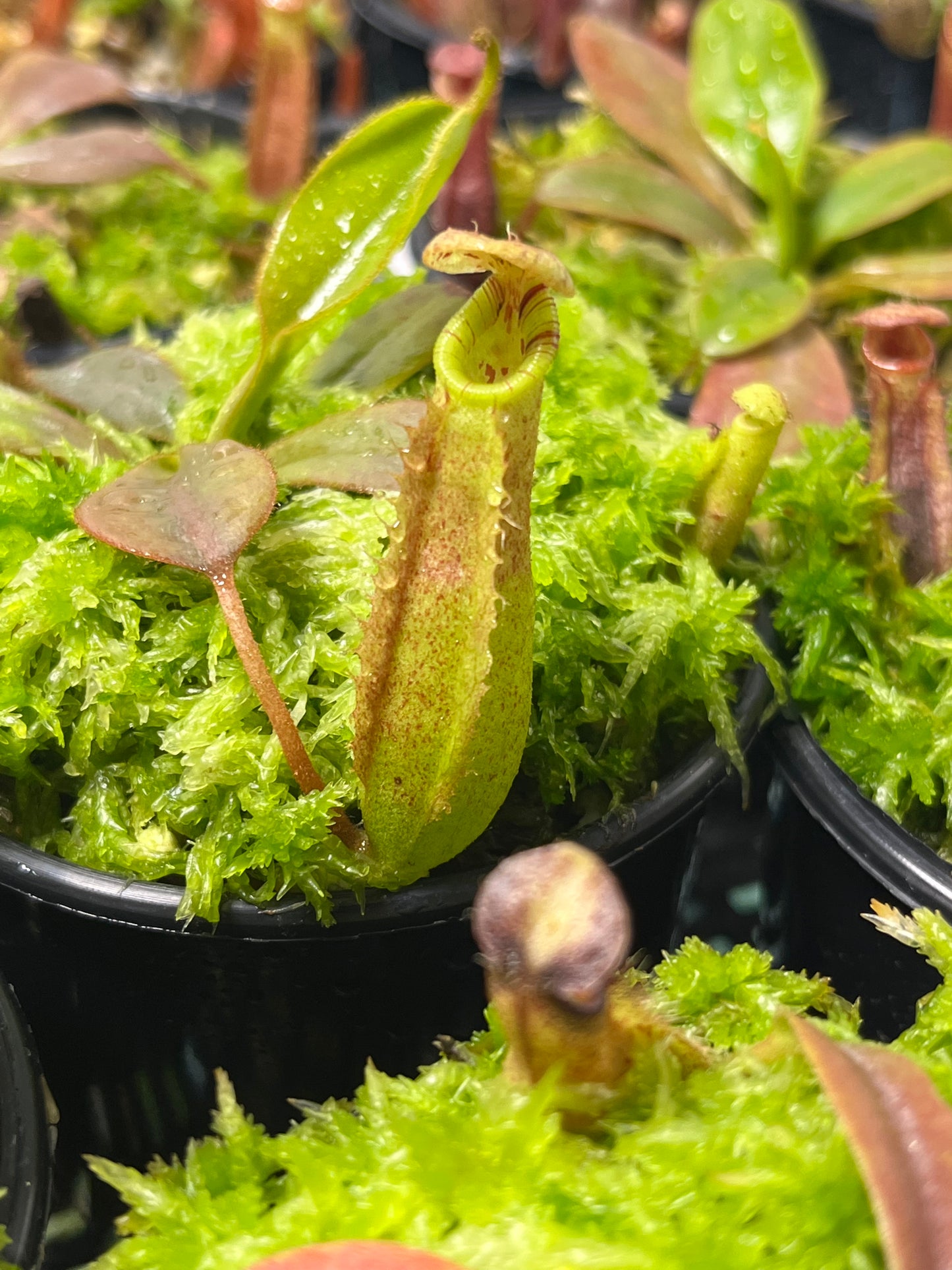 Nepenthes burbidgeae x (veitchii x lowii) BE-3993