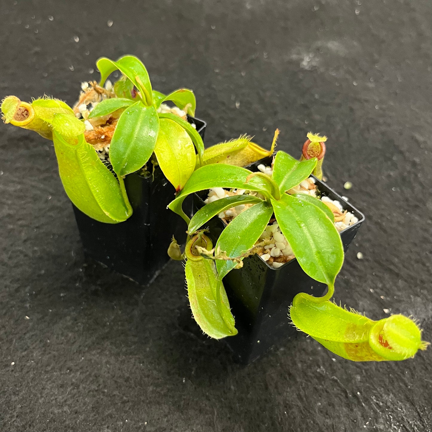 Nepenthes spathulata x ampullaria