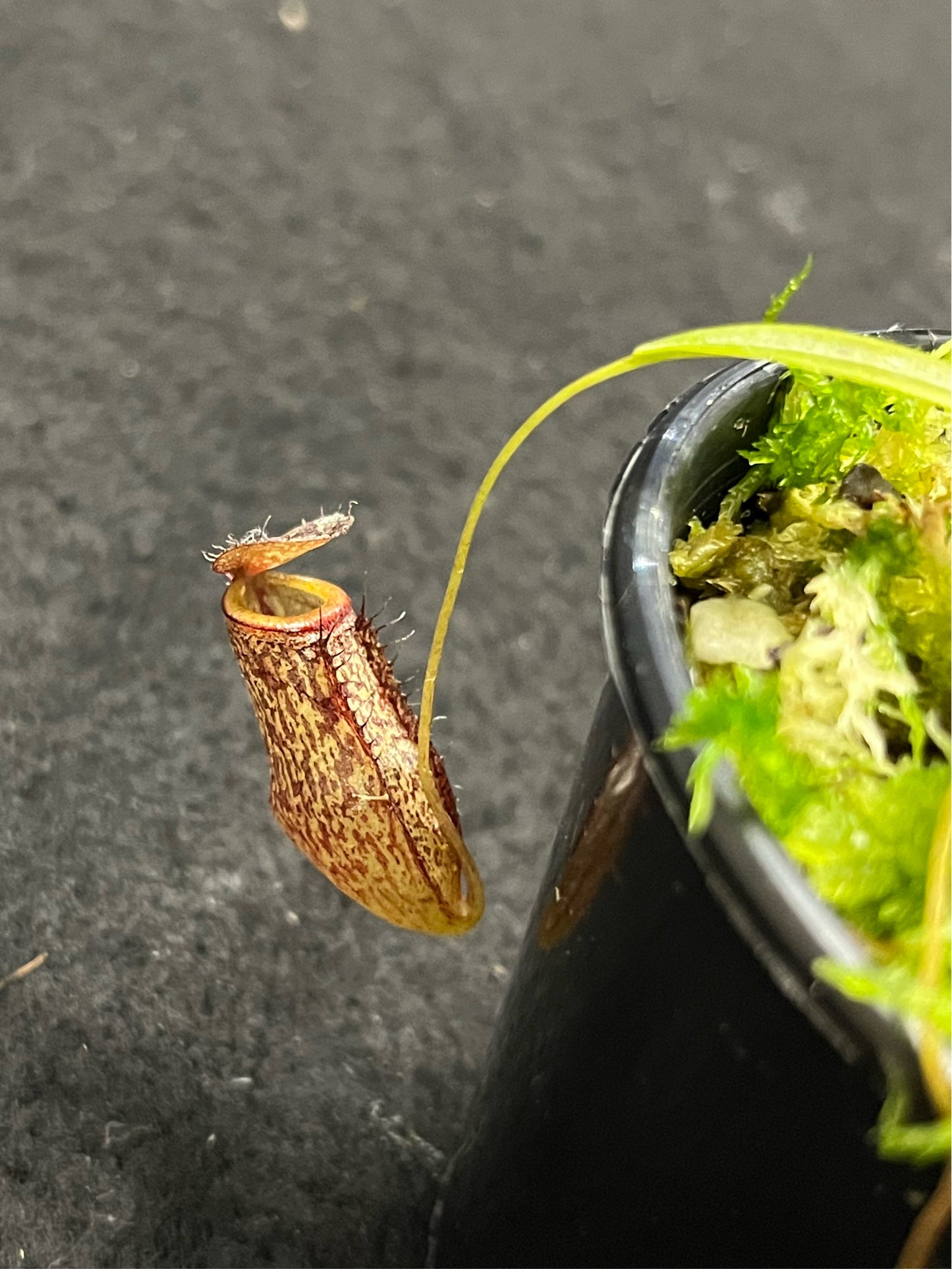 Nepenthes (hamata x glabrata) x tenuis