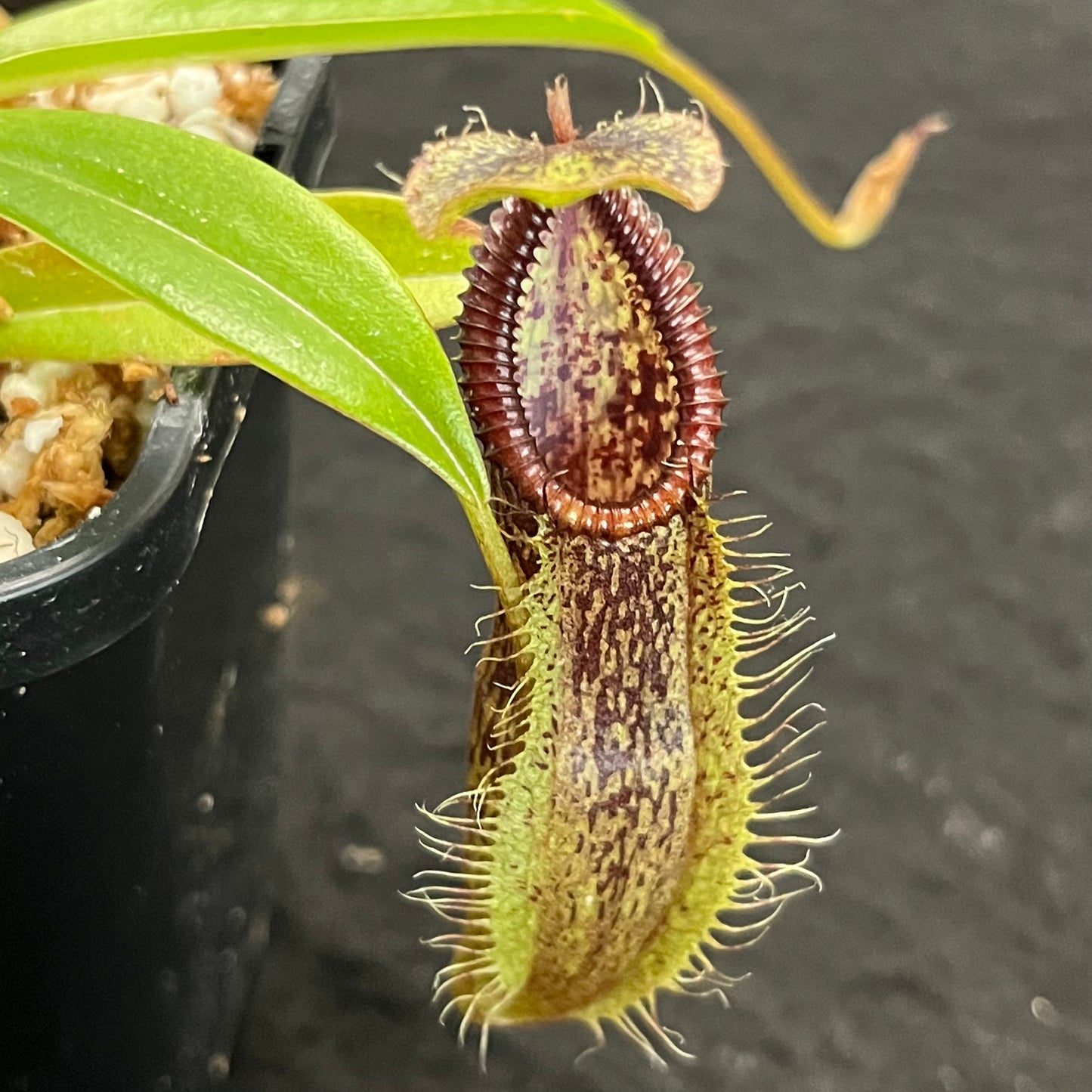 Nepenthes singalana x hamata BE-3955