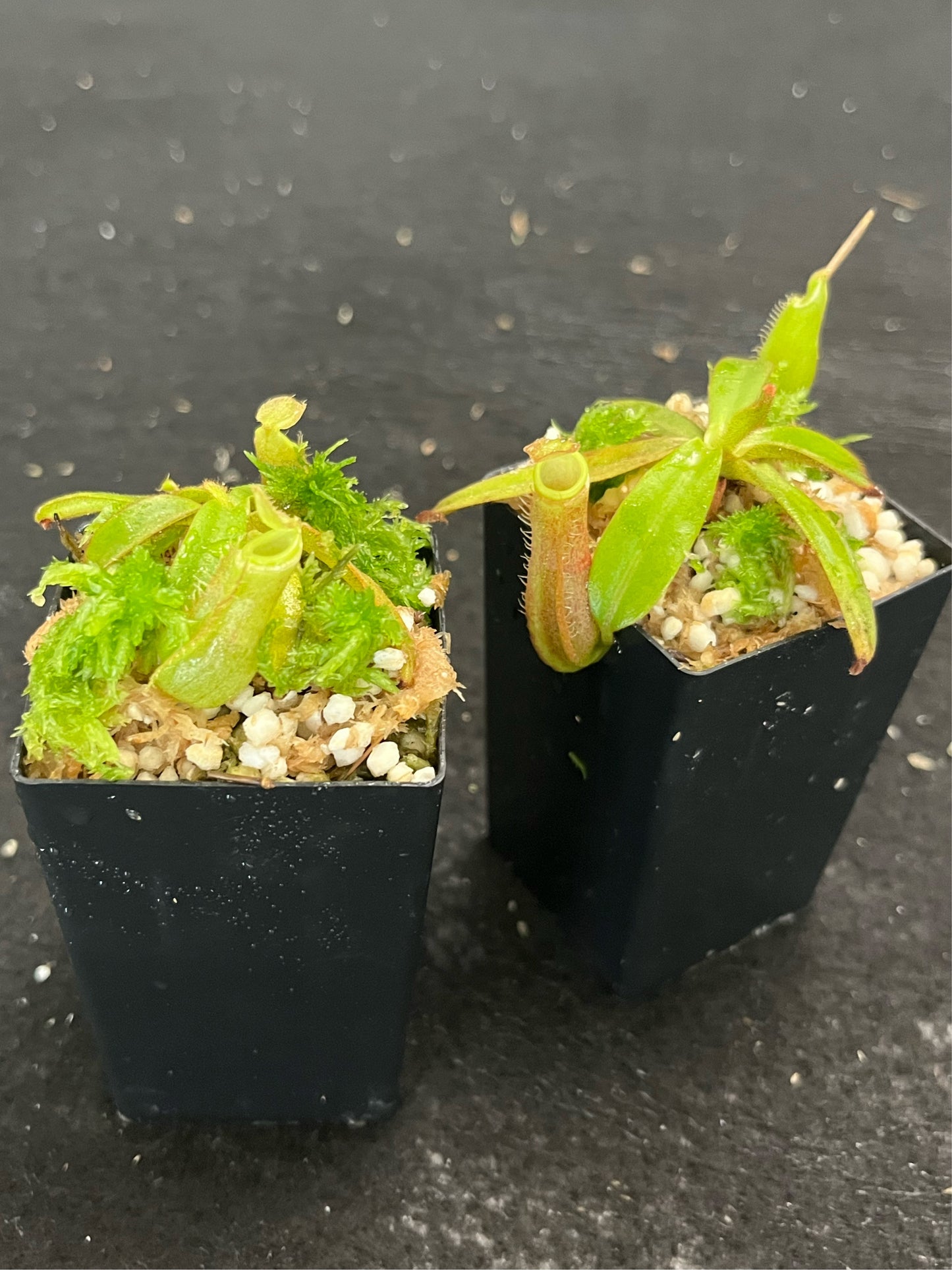 Nepenthes albomarginata Green