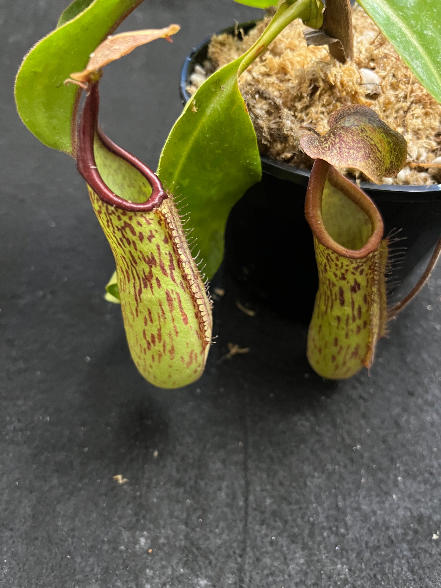 Nepenthes truncata x maxima