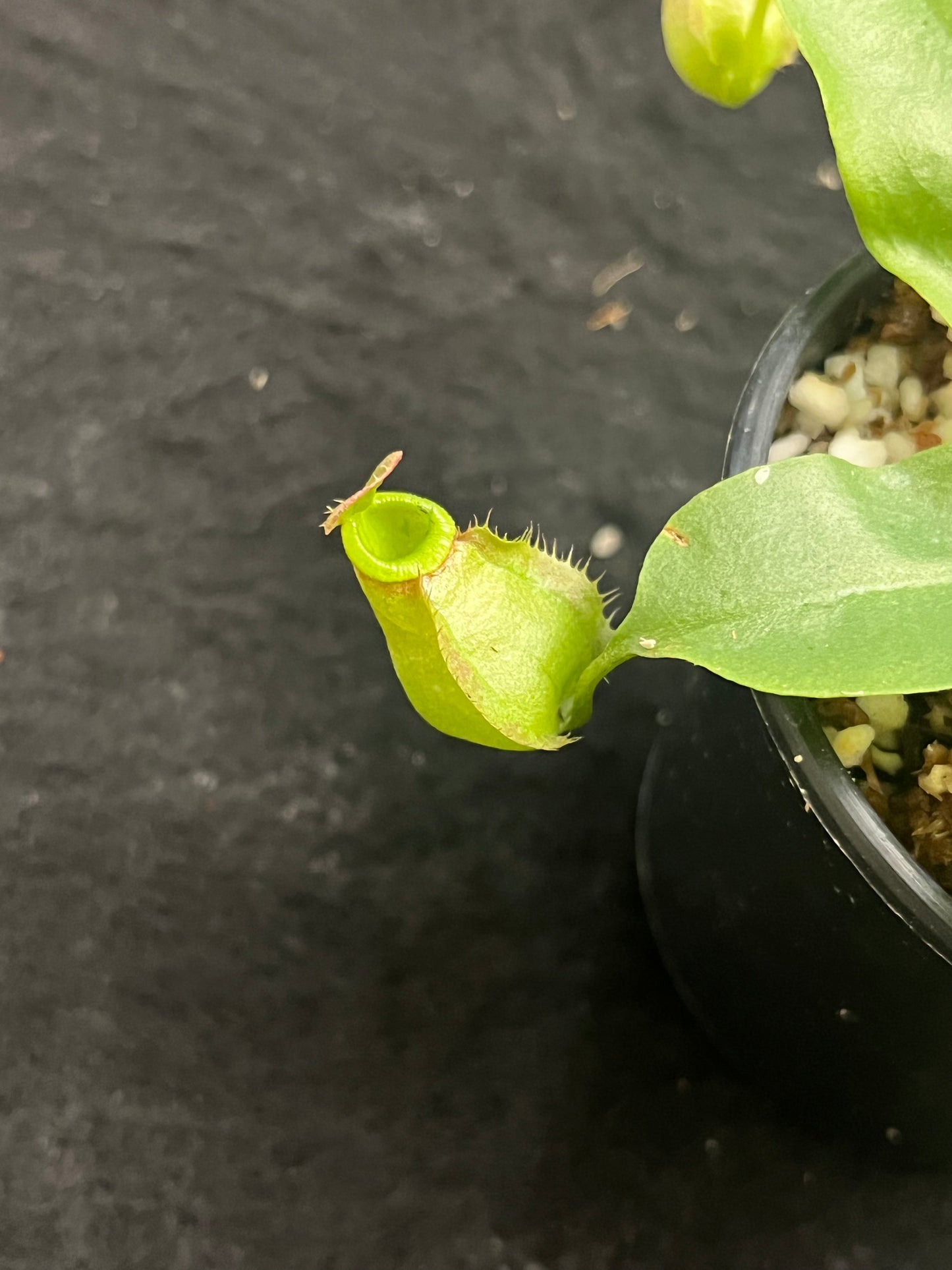 Nepenthes (viking x ampullaria red stripped) x (viking x bicalcarata) SG