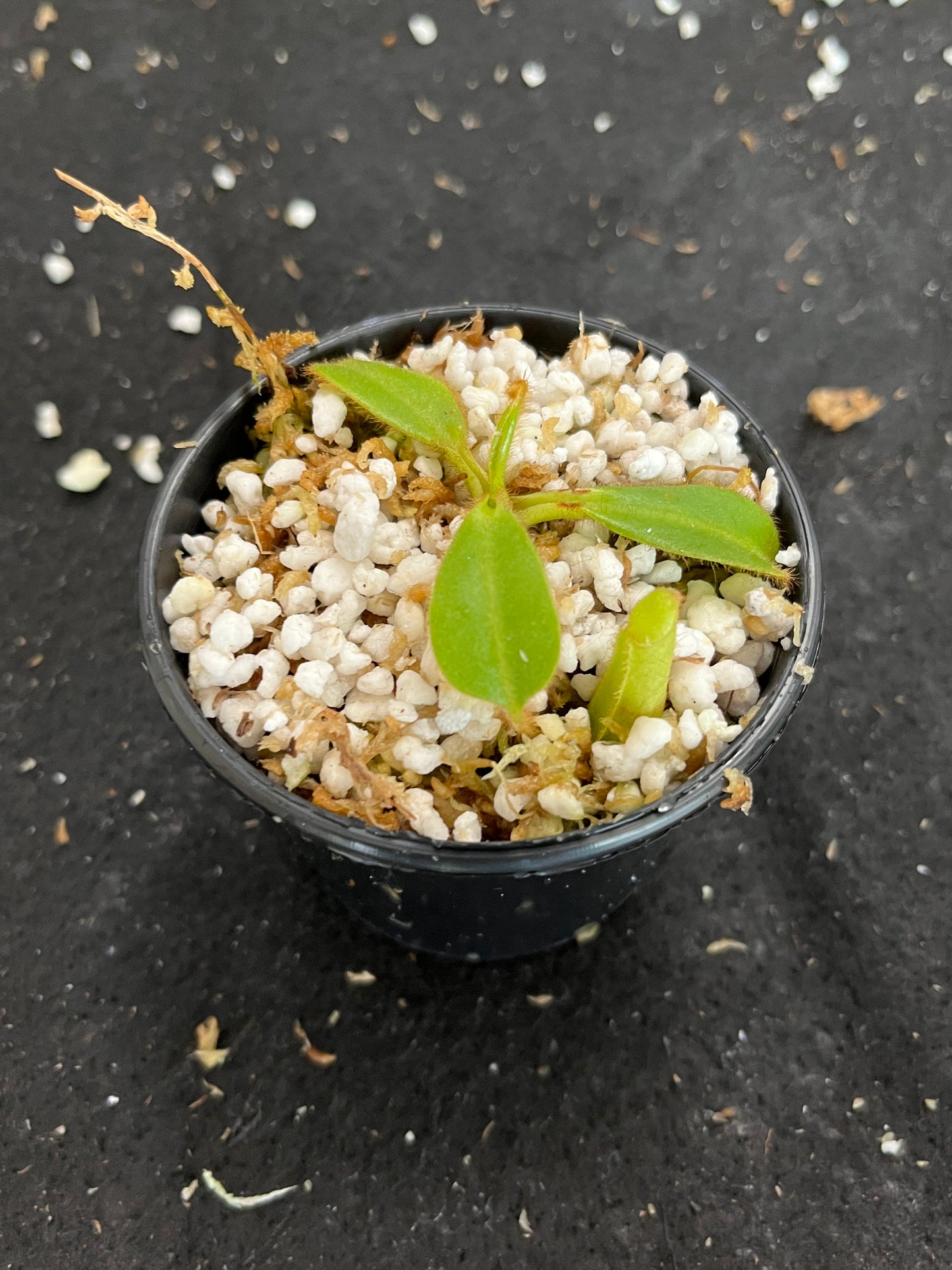 Nepenthes chaniana x veitchii