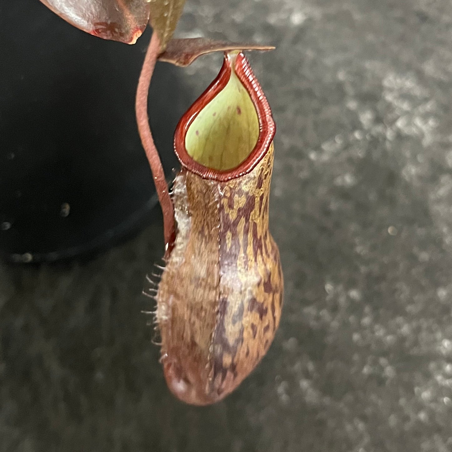 Nepenthes ceciliae BE 3956