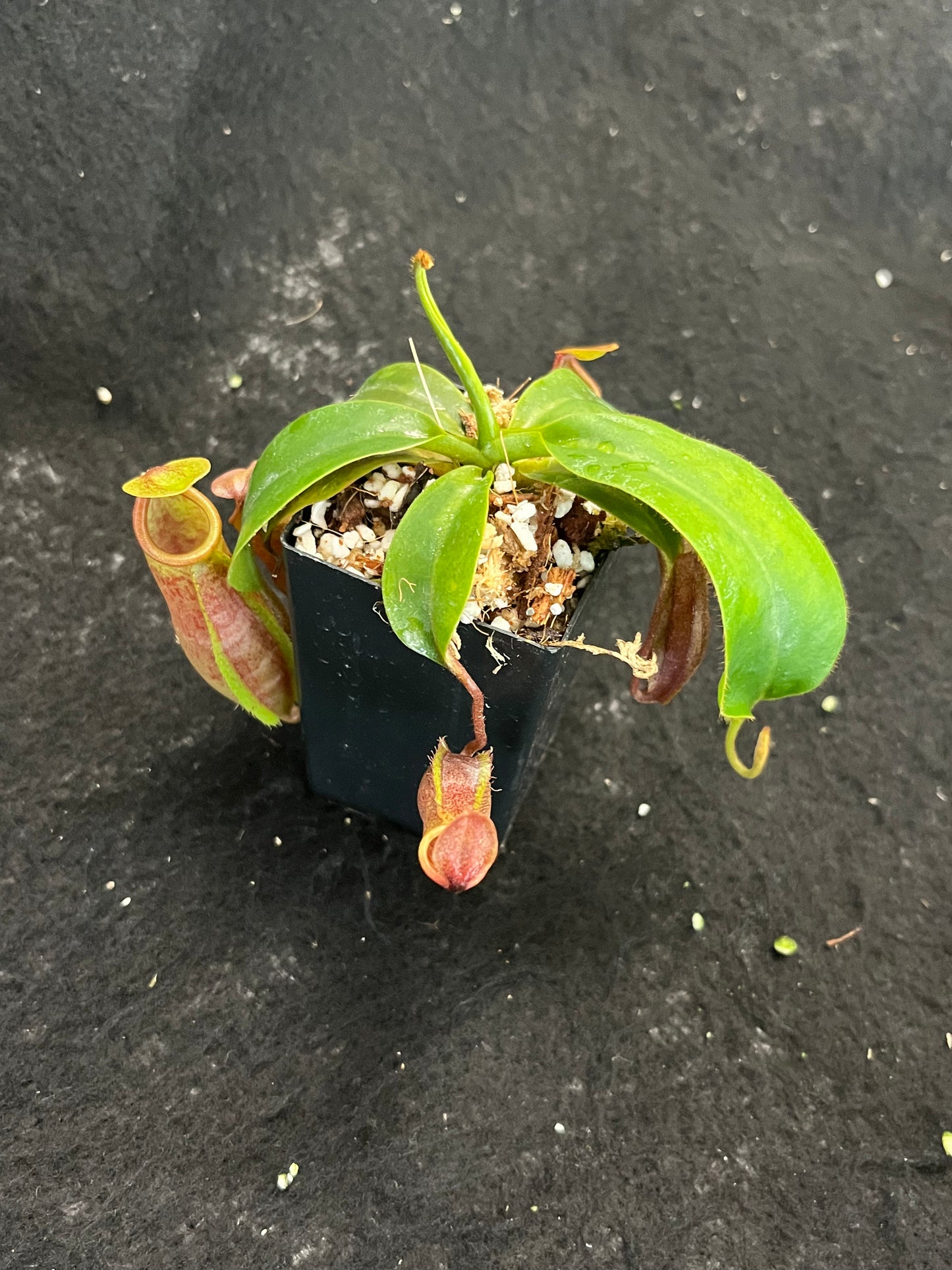 Nepenthes veitchii x mira