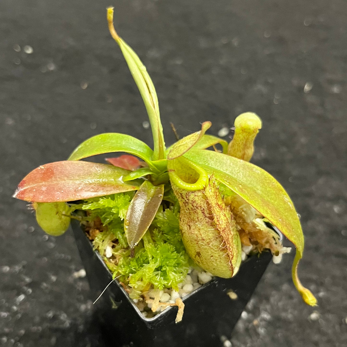 Nepenthes spectabilis Perkinson Giant