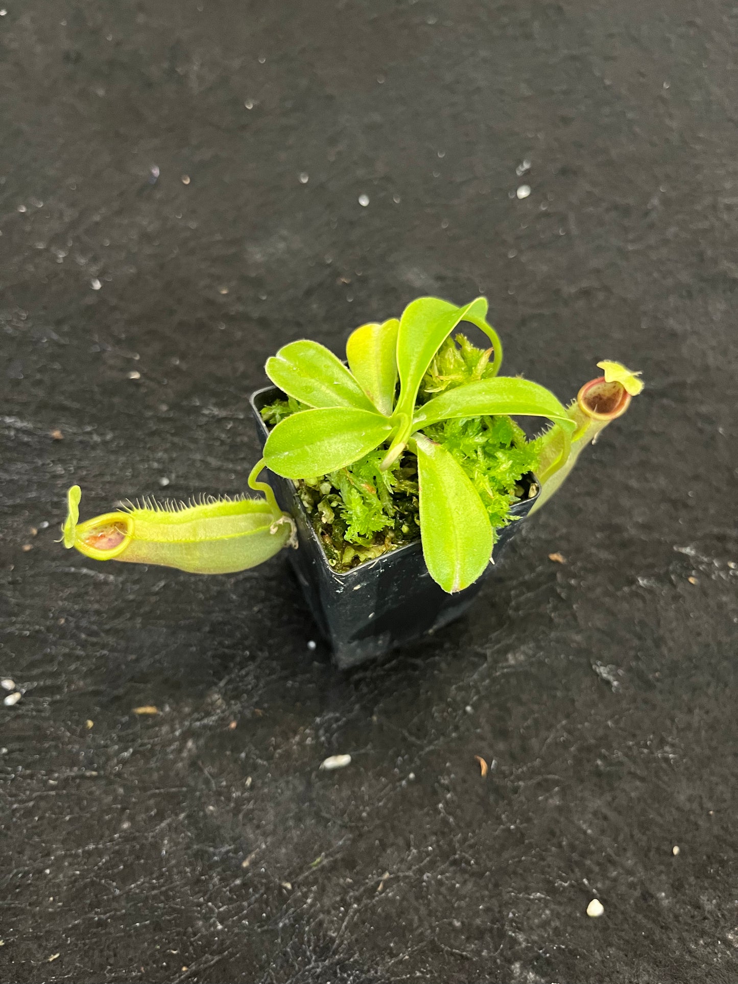 Nepenthes spathulata