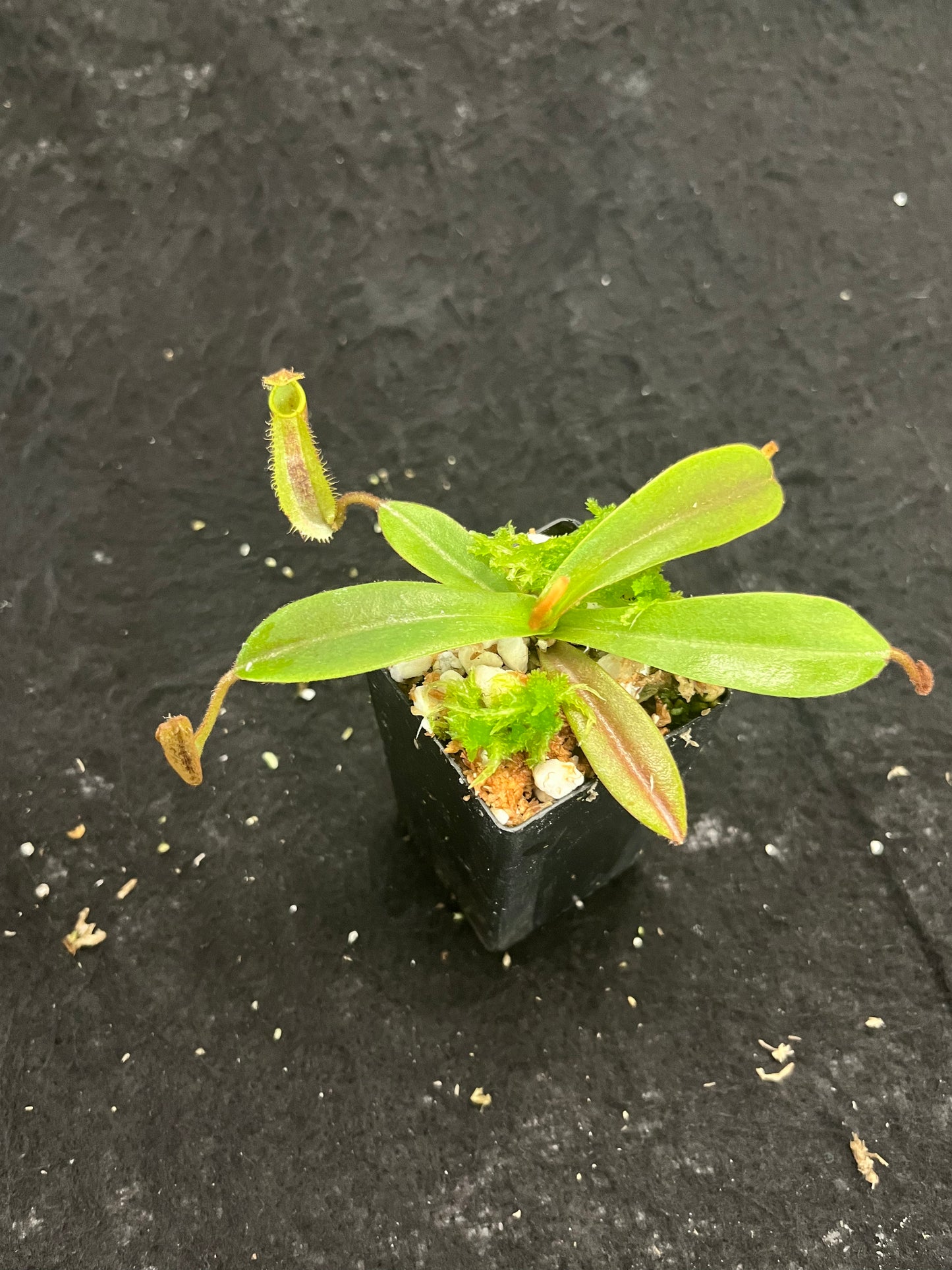 Nepenthes hamata x platychila BE-4043