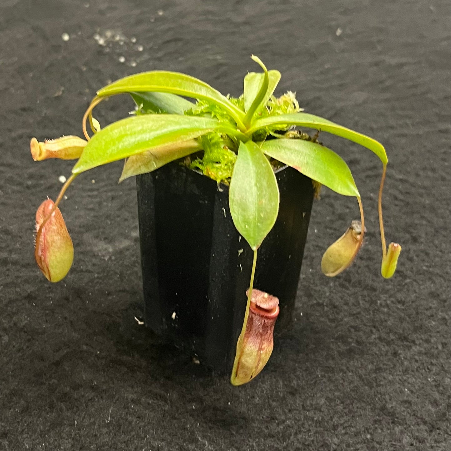 Nepenthes rajah x tenuis BE-4083