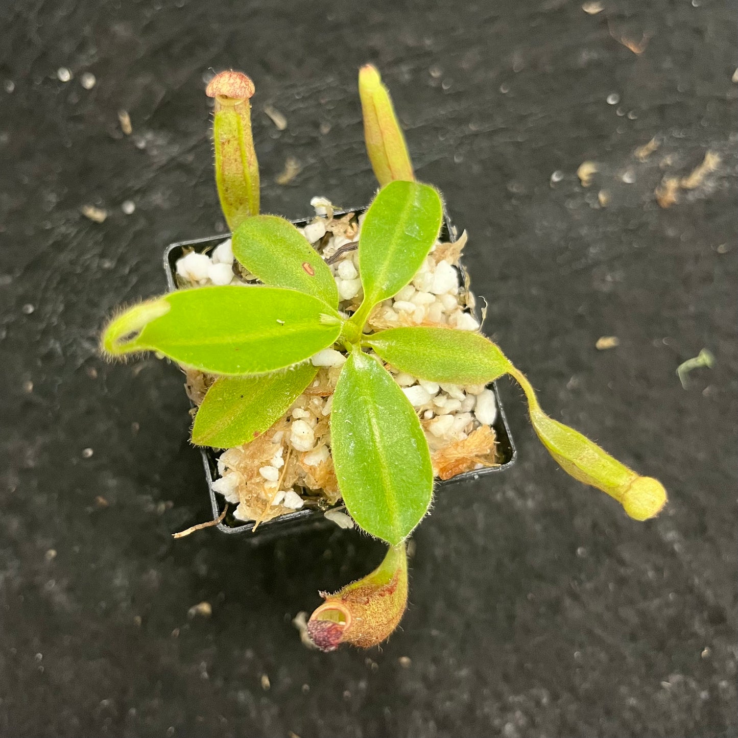 Nepenthes glandulifera BE-3766