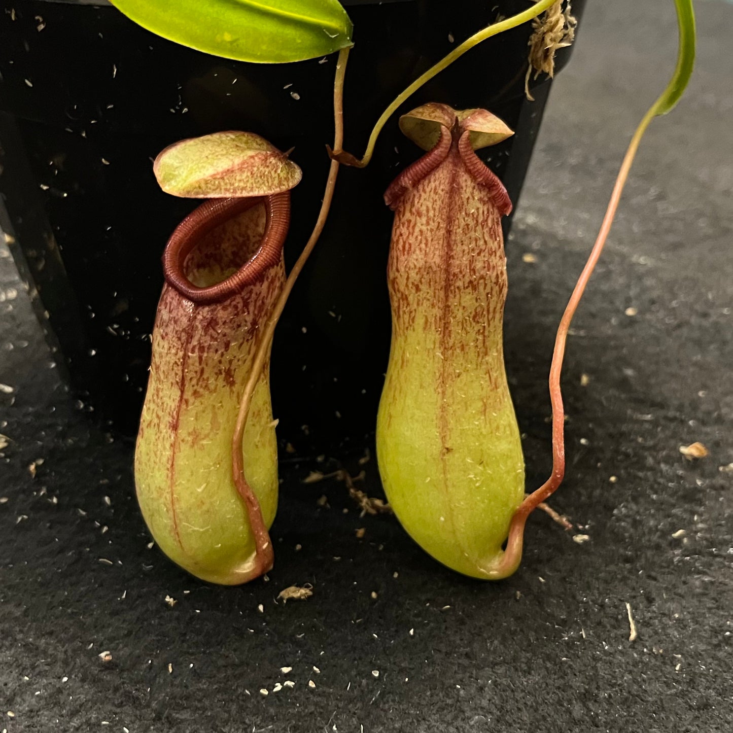 Nepenthes ventricosa x insignis 'Biak'