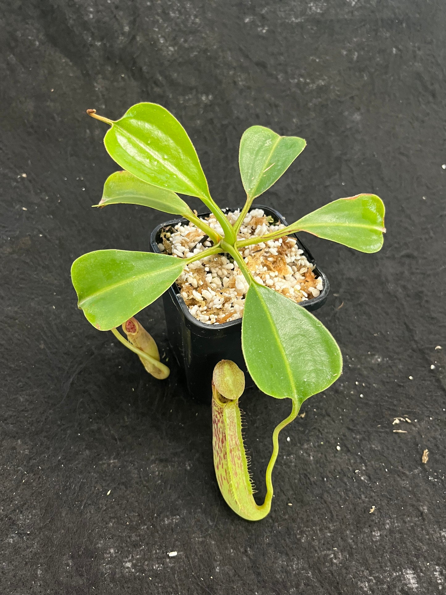 Nepenthes robcantleyi x fusca