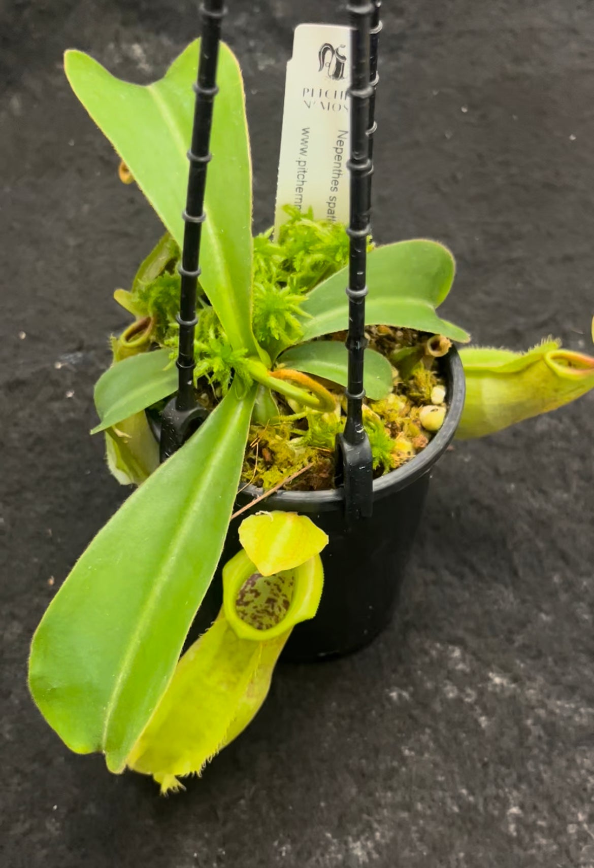 Nepenthes spathulata x veitchii