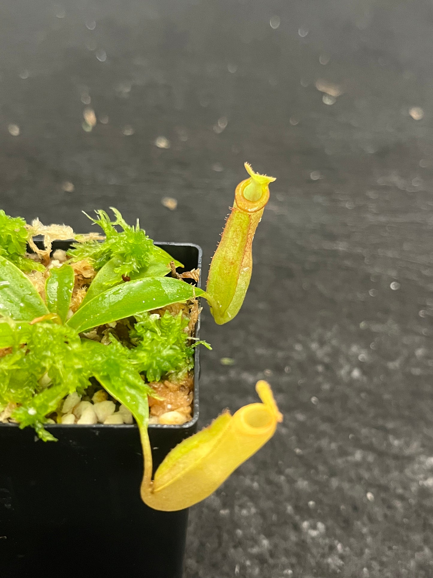 Nepenthes (ampullaria x mirabilis) x dubia BE-3694