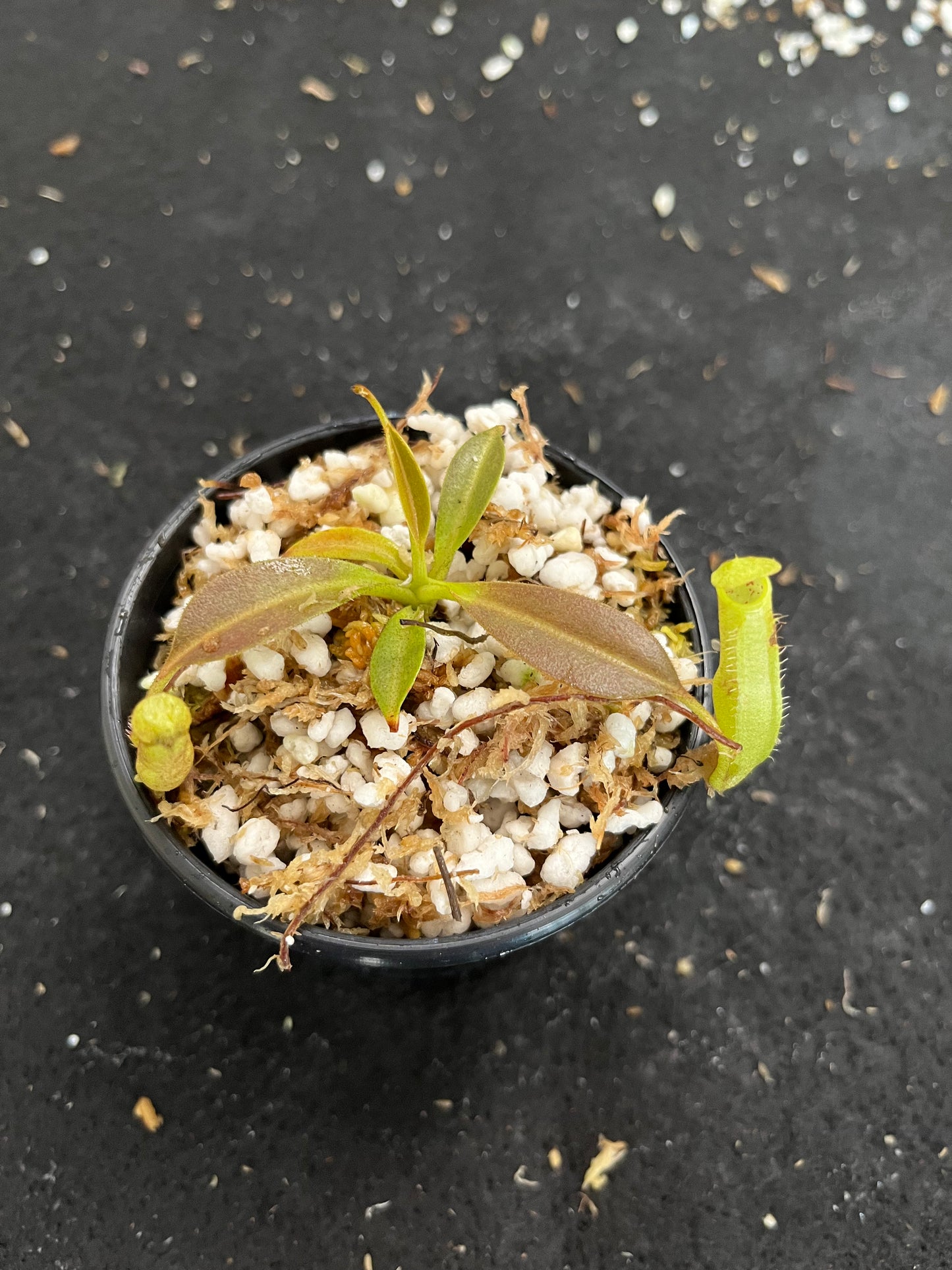 Nepenthes eymae