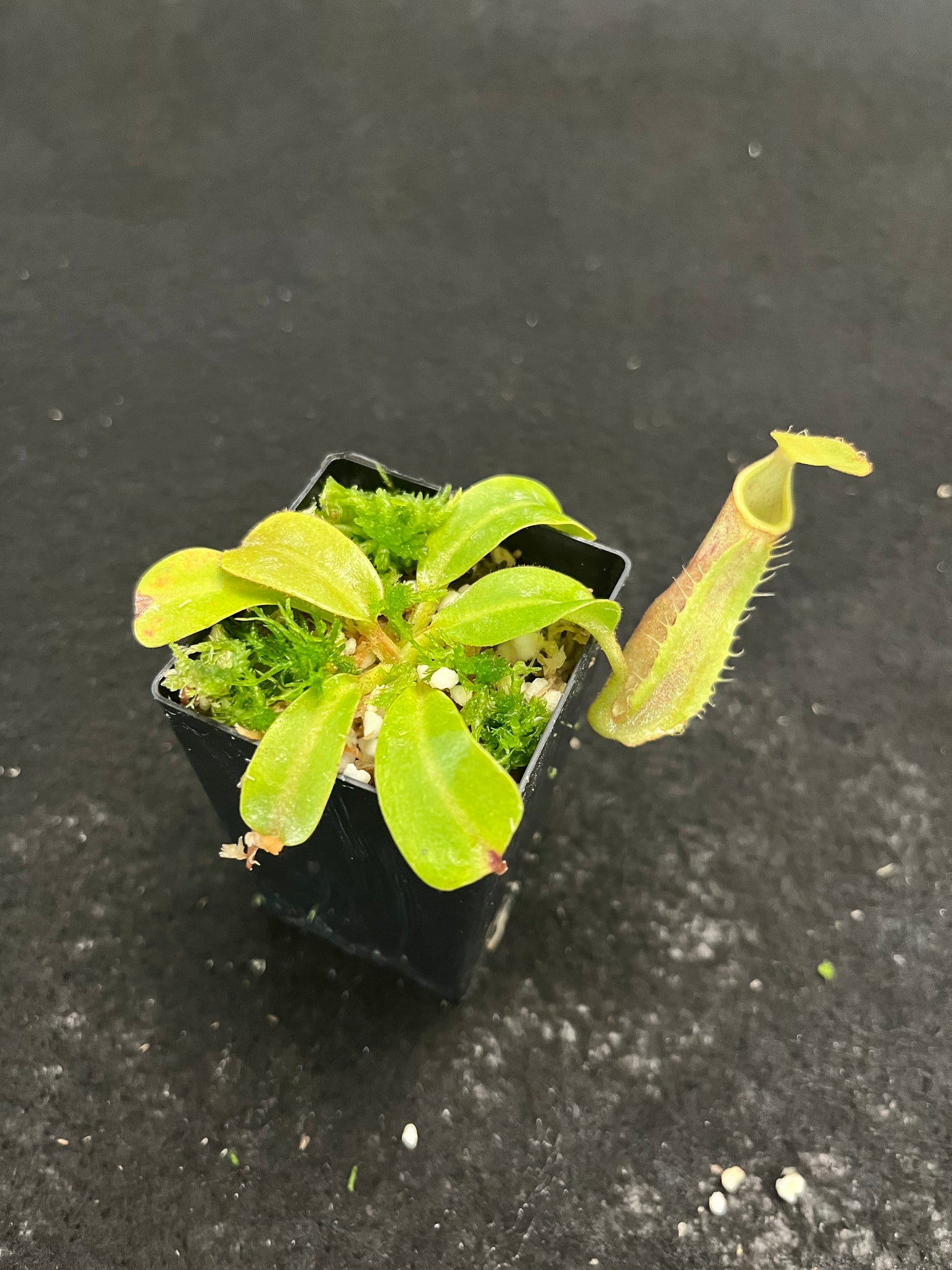 Nepenthes robcantleyi x veitchii