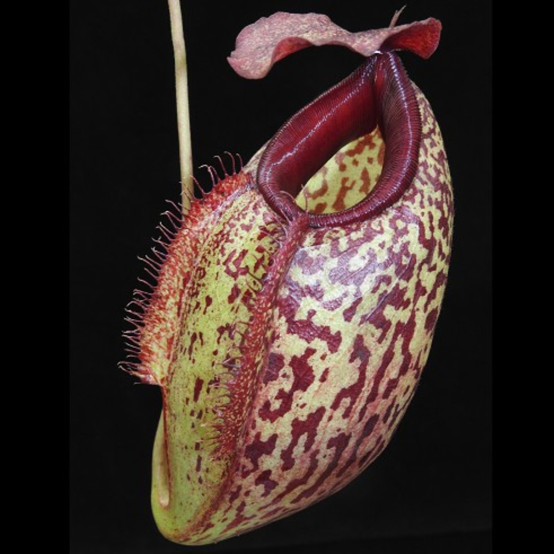 Nepenthes merrilliana x aristolochioides