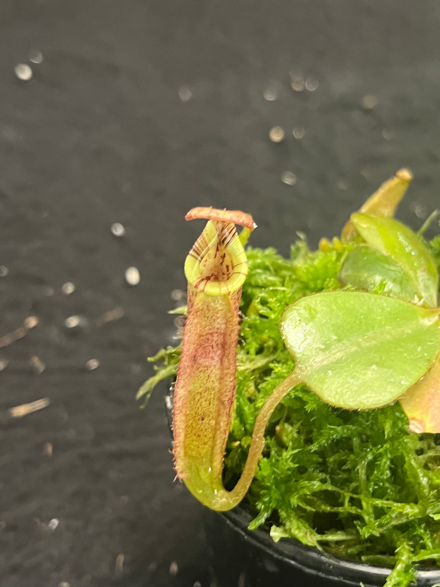 Nepenthes burbidgeae x (veitchii x lowii) BE-3993