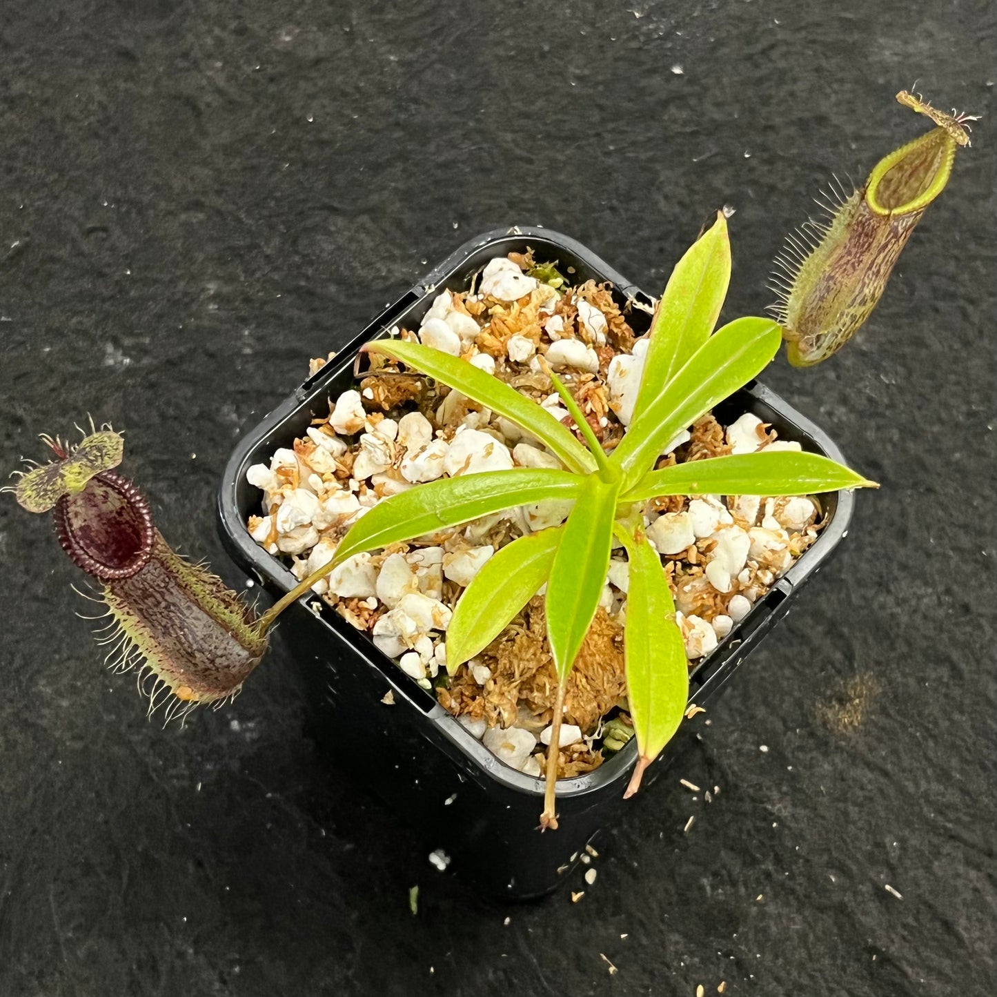 Nepenthes singalana x hamata BE-3955